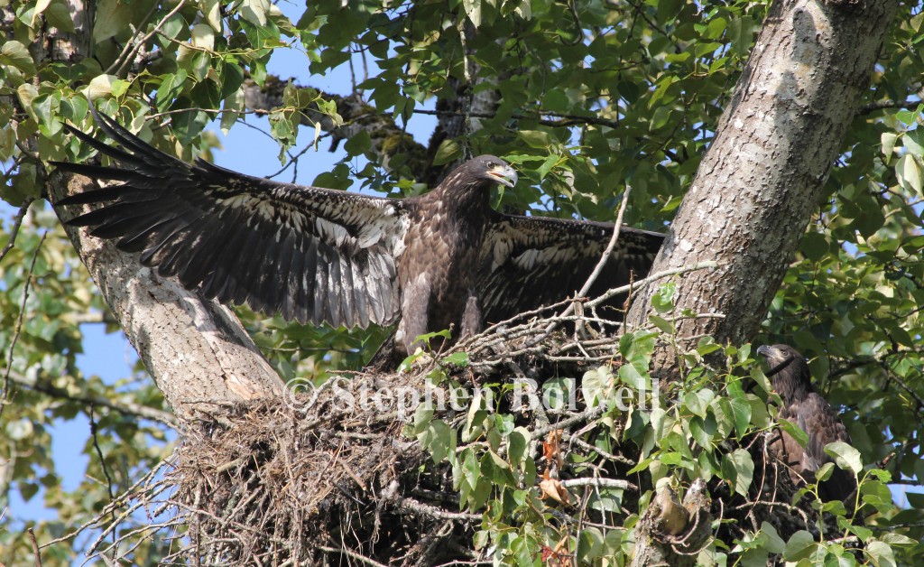 In 2012 two young birds fledged on the local nest. An eaglet exercises his wings as the sibling watches.