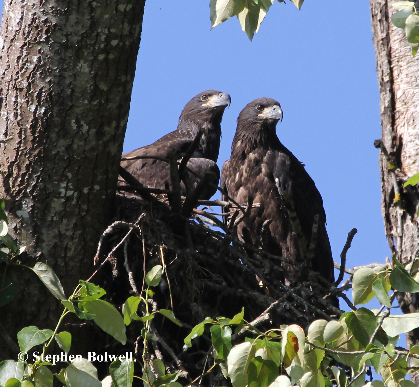 Eaglets