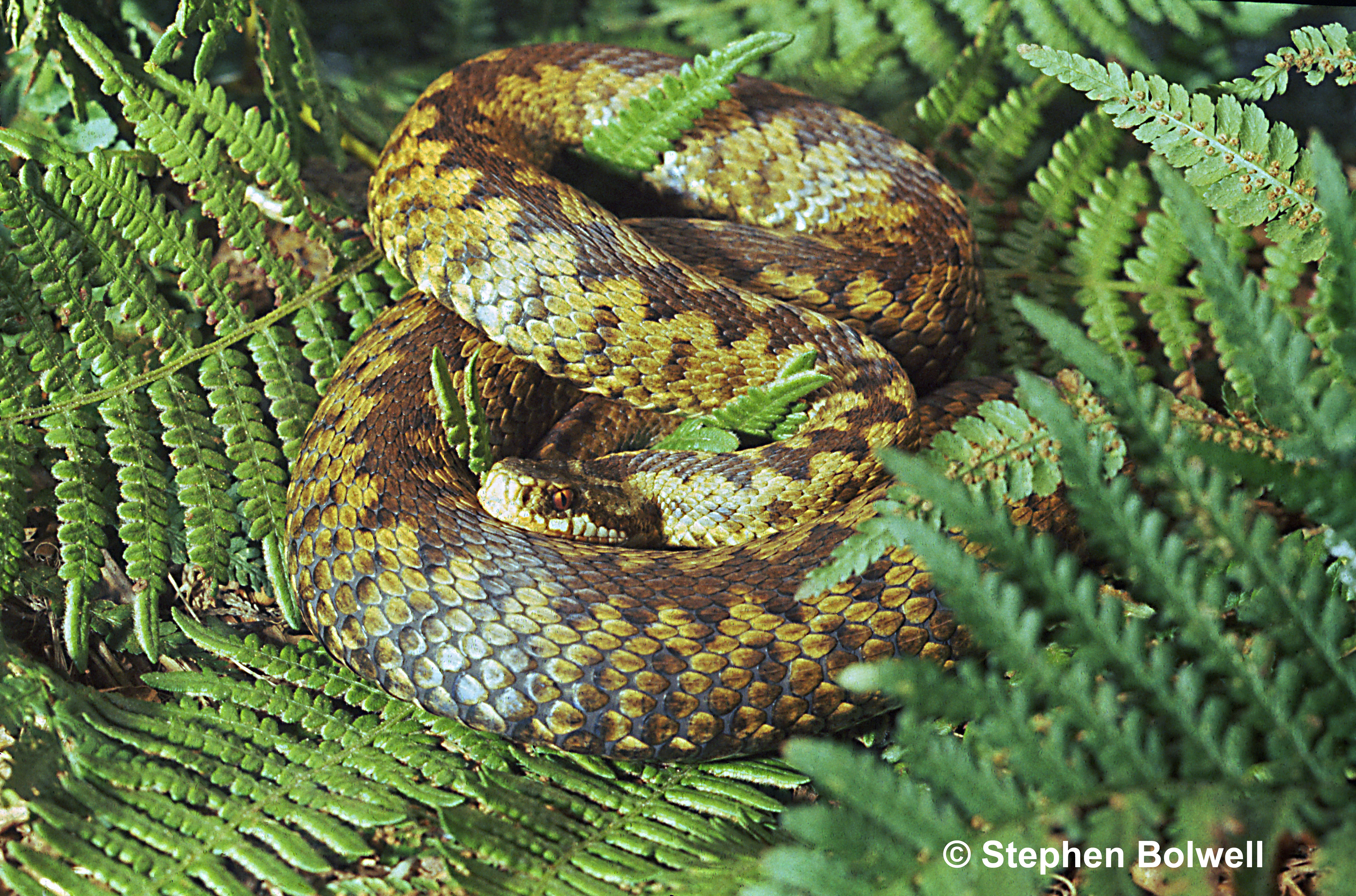  Reptiles aren't everybodies idea of agreeable, but how is that possible? This female adder is perfection. How is t possible not to befor me most are very beautiful - in is case a female adder is a perfect example. How is it possible to be anything other than enchanted?