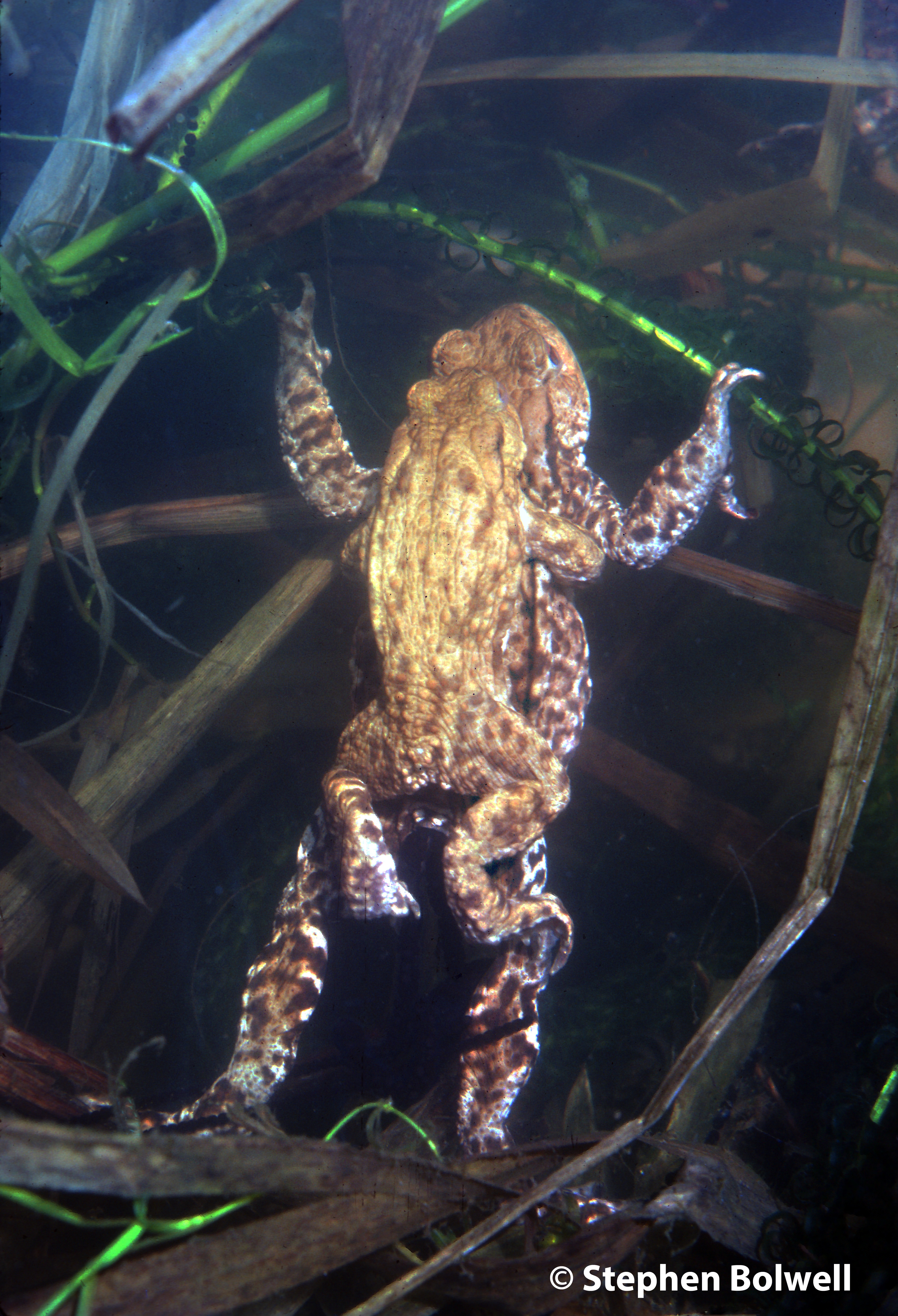 A pair of Common Toads at the point of spawning.