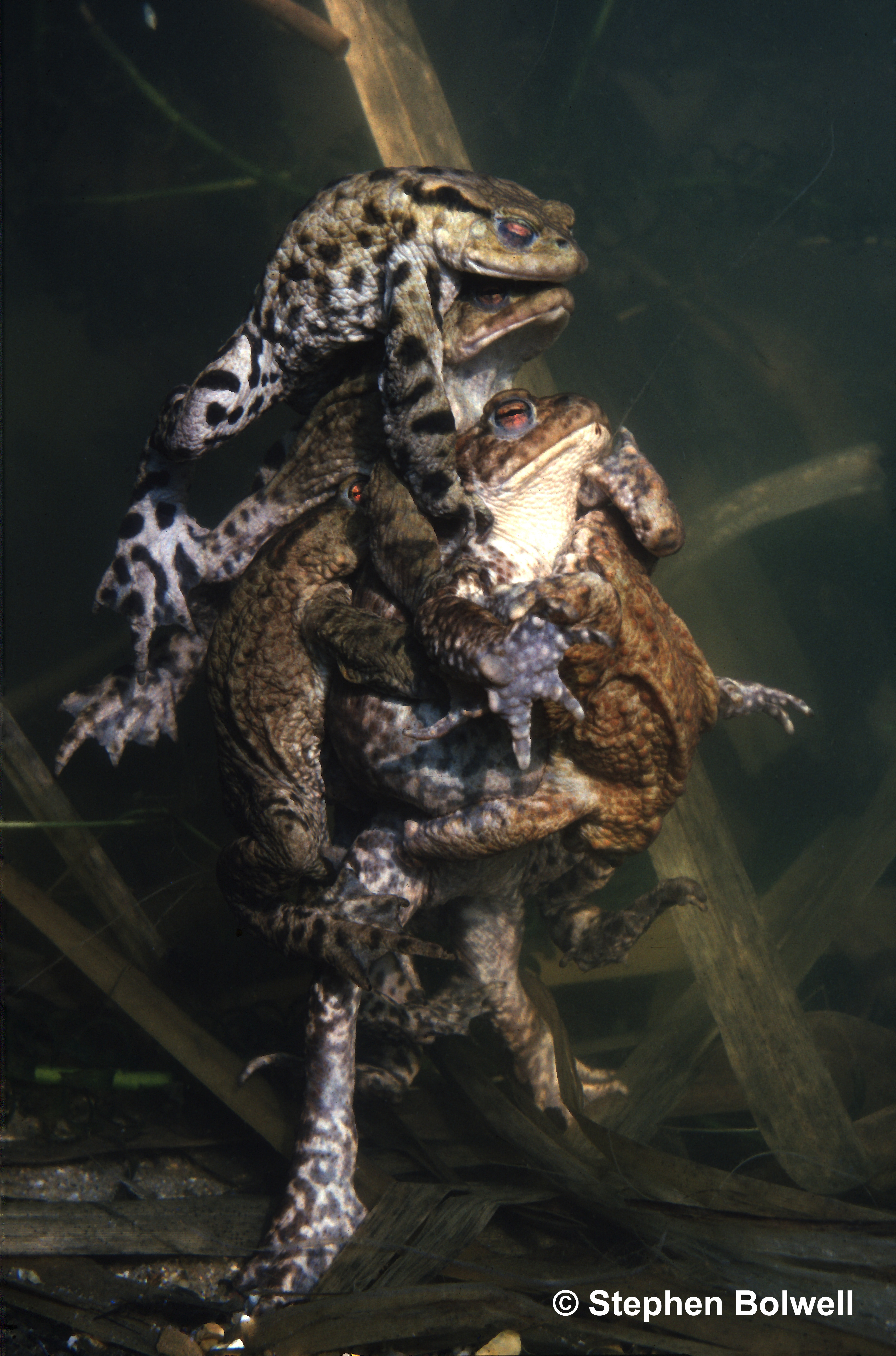 Amplexus describes the actio of a male frog or toad grasping a female during spawning, but with toads this can get out of hand.