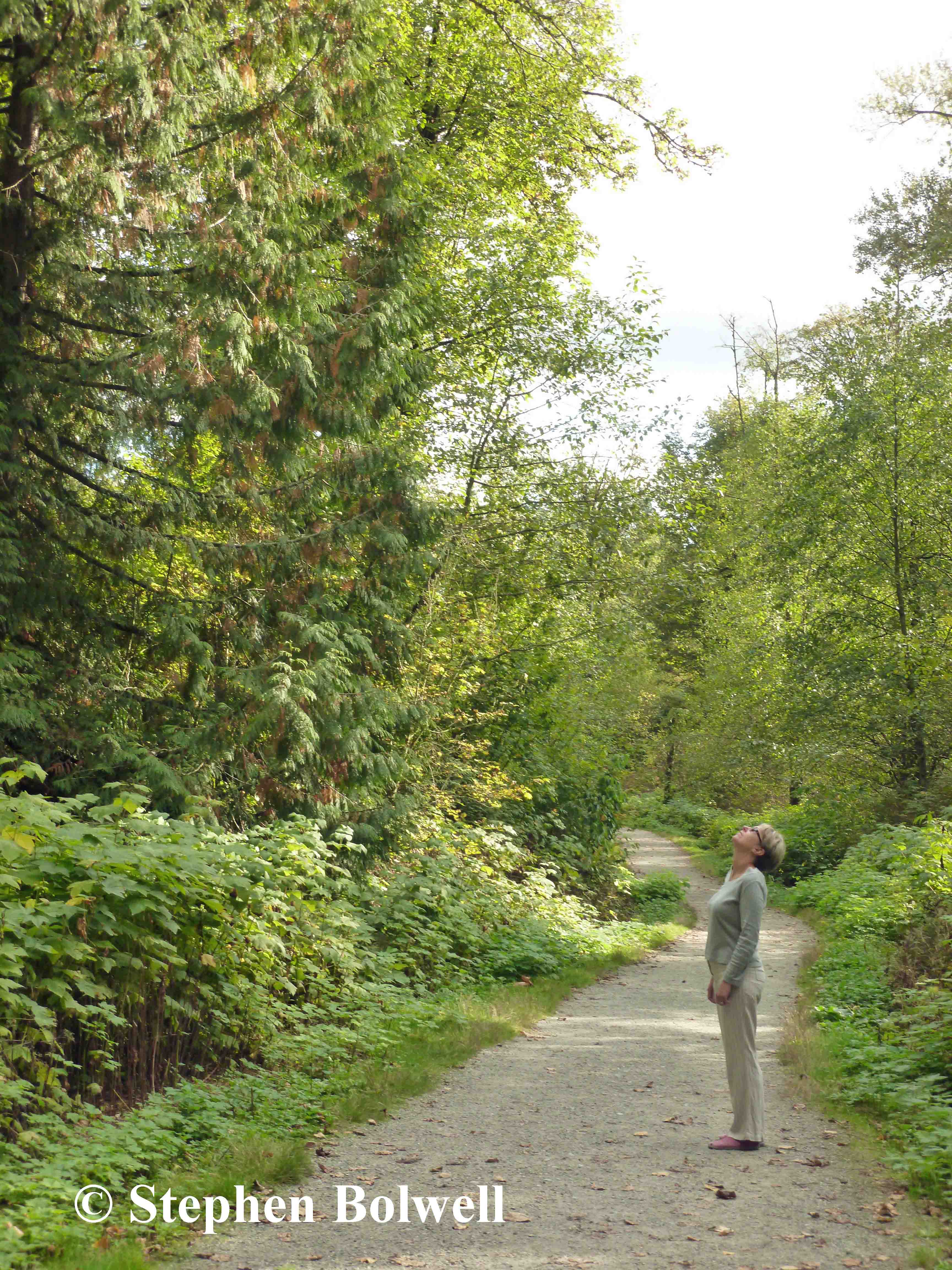 My wife Jenny in the woodland park waiting for a tree to fall on her... O.K. she's just bird watching.