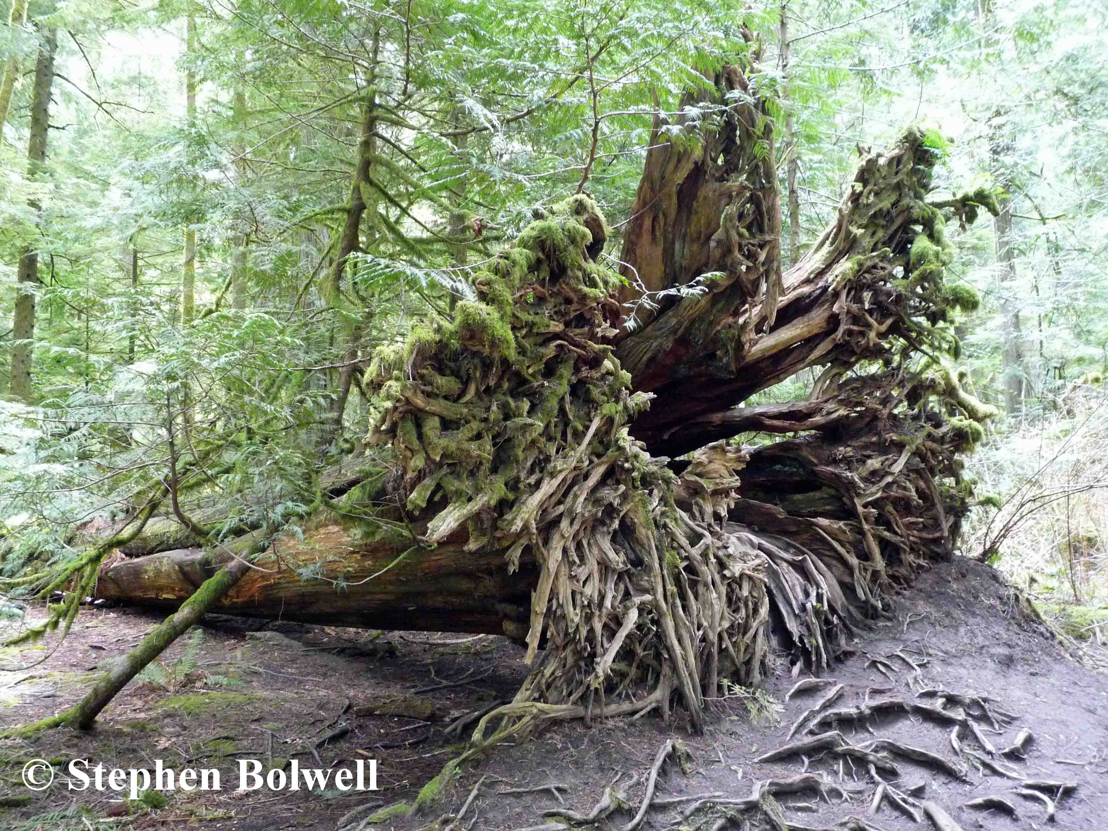 Some woodlands become waterlogged through fall and winter and there is no clear way of knowing which trees will be torn out at the roots.