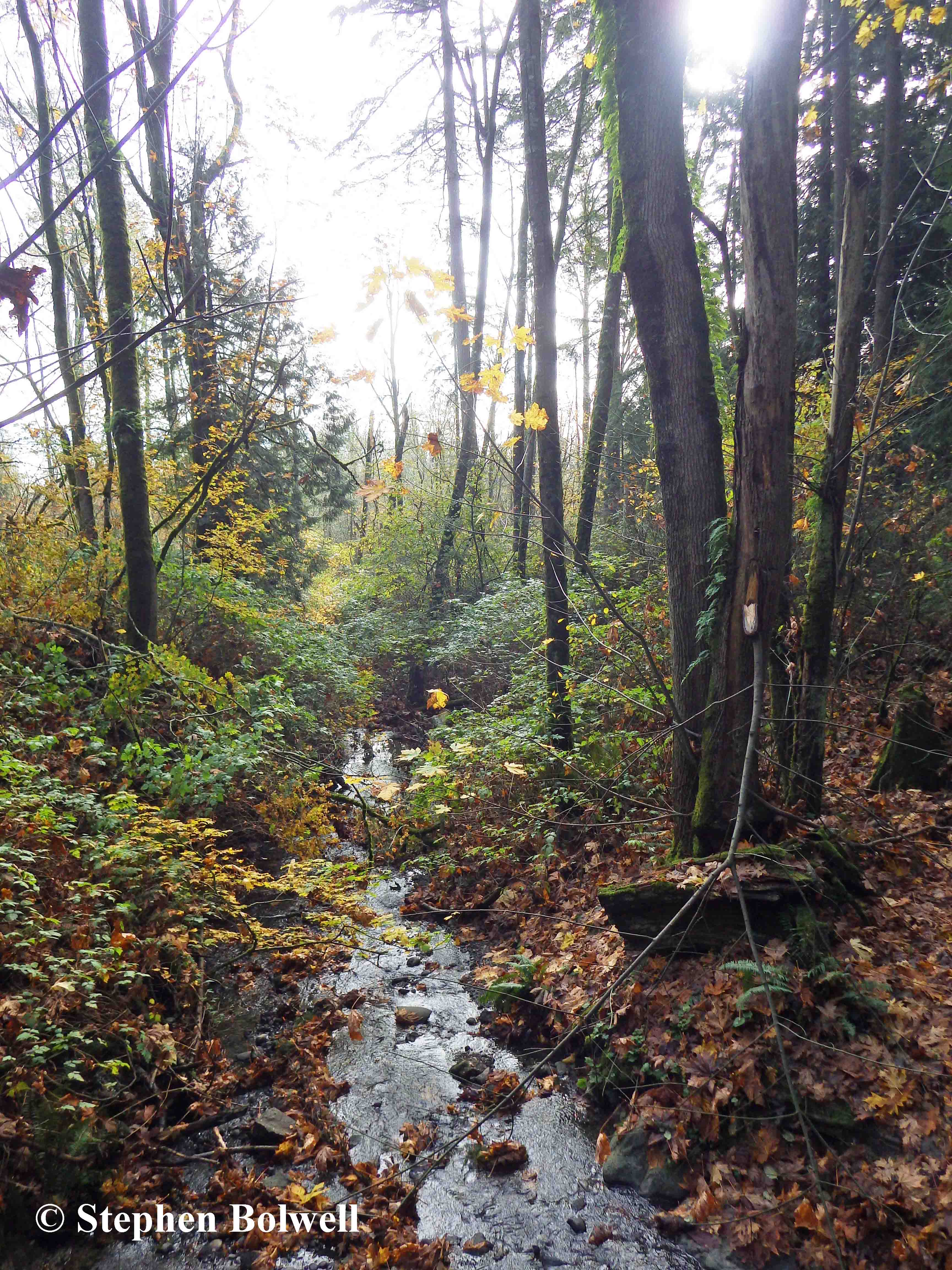 Surrey Fleetwood Park's woodland habitat is a little gem amongst an urban sprawl.