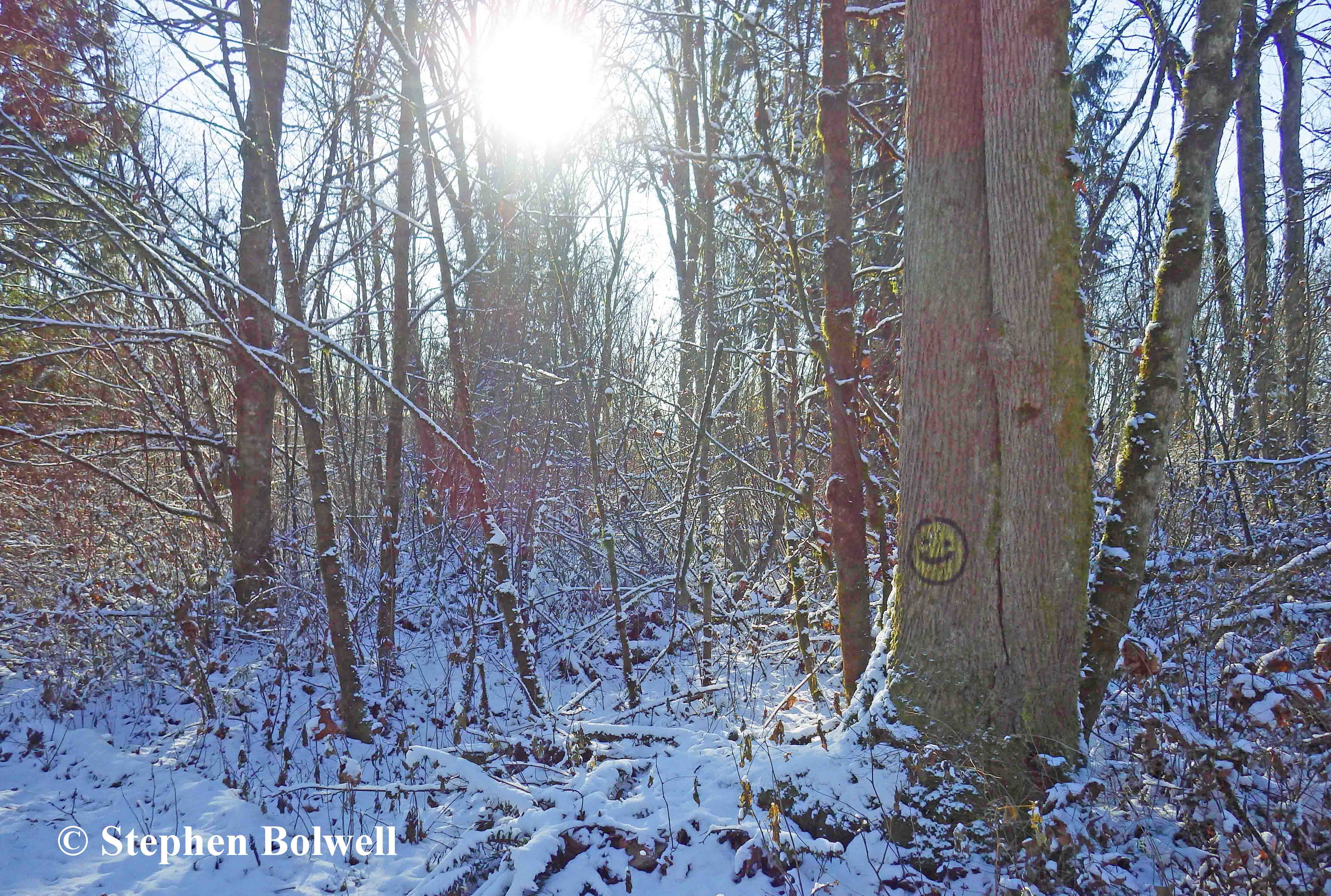 The forest isn't full of werewolves and spirit bears and at least somebody in these parts thinks we should 'be happy' out in the woods - and I am. It is only red dots on trees that get me down.