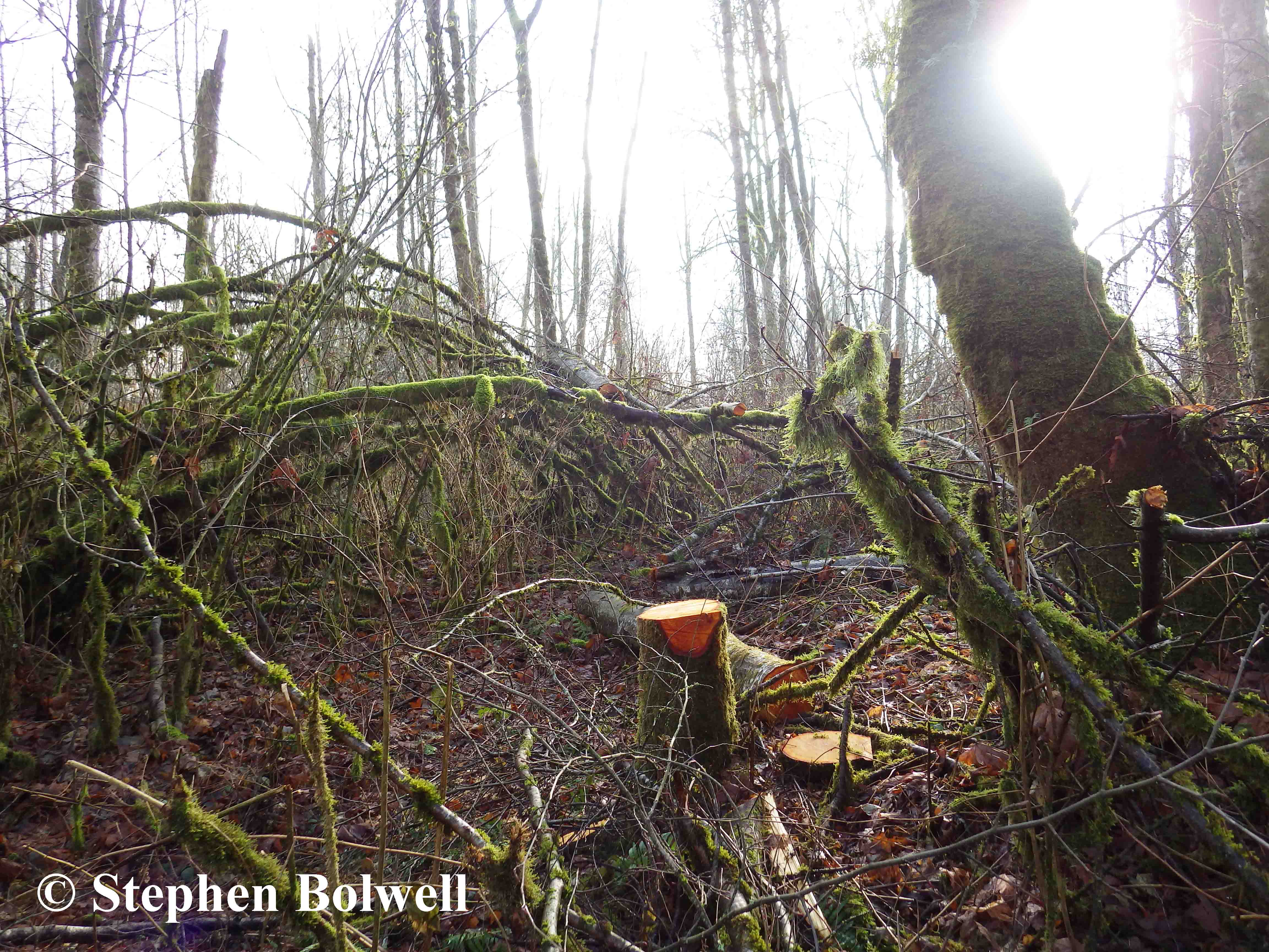 Why cut these trees? It just opens things up and makes the wood more susceptable to wind damage.