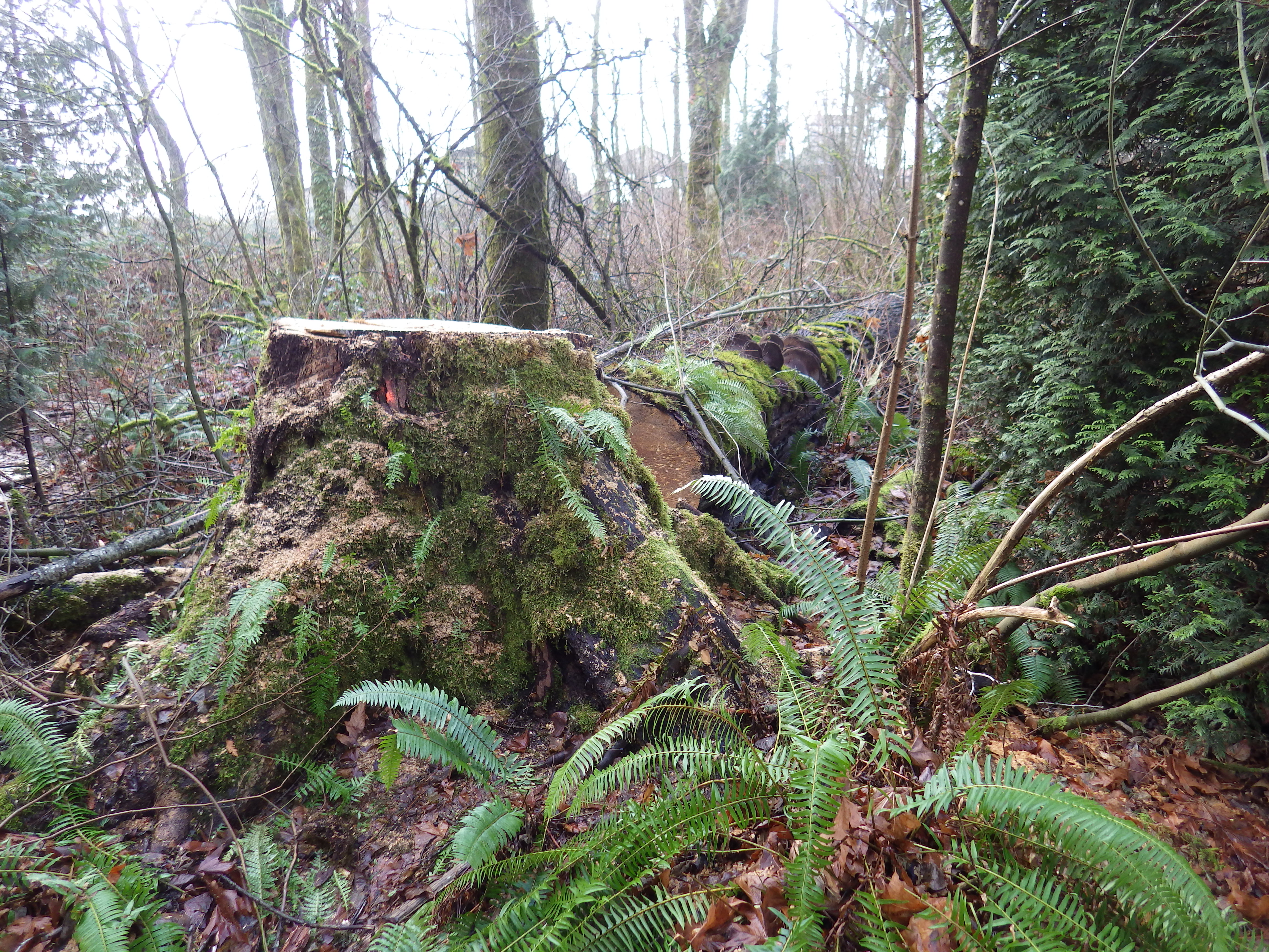 I was sorry to see this old conifer come down. At the cut point it had a circumference of 14 feet and was 4 feet in diameter. About a hundred years old, the rot had set in further up the trunk,as indicated by bracket fungi, but a little rot shouldn't immediately result in a death sentence - the tree was still providing a source of nourishment for a great many species.