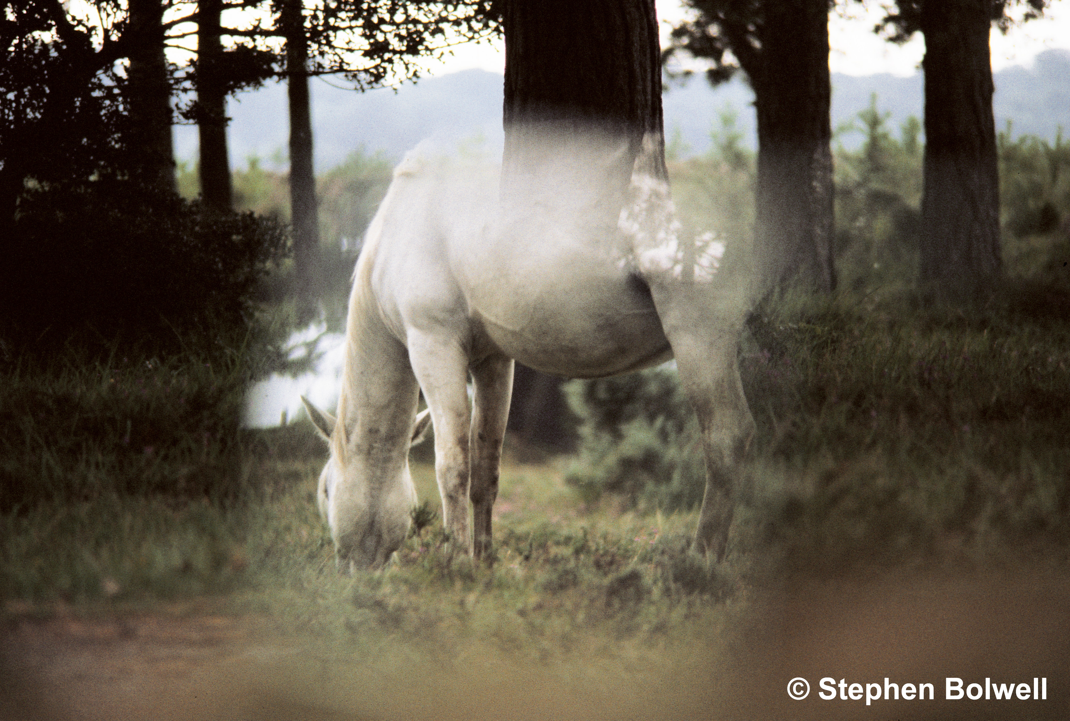 The pony
