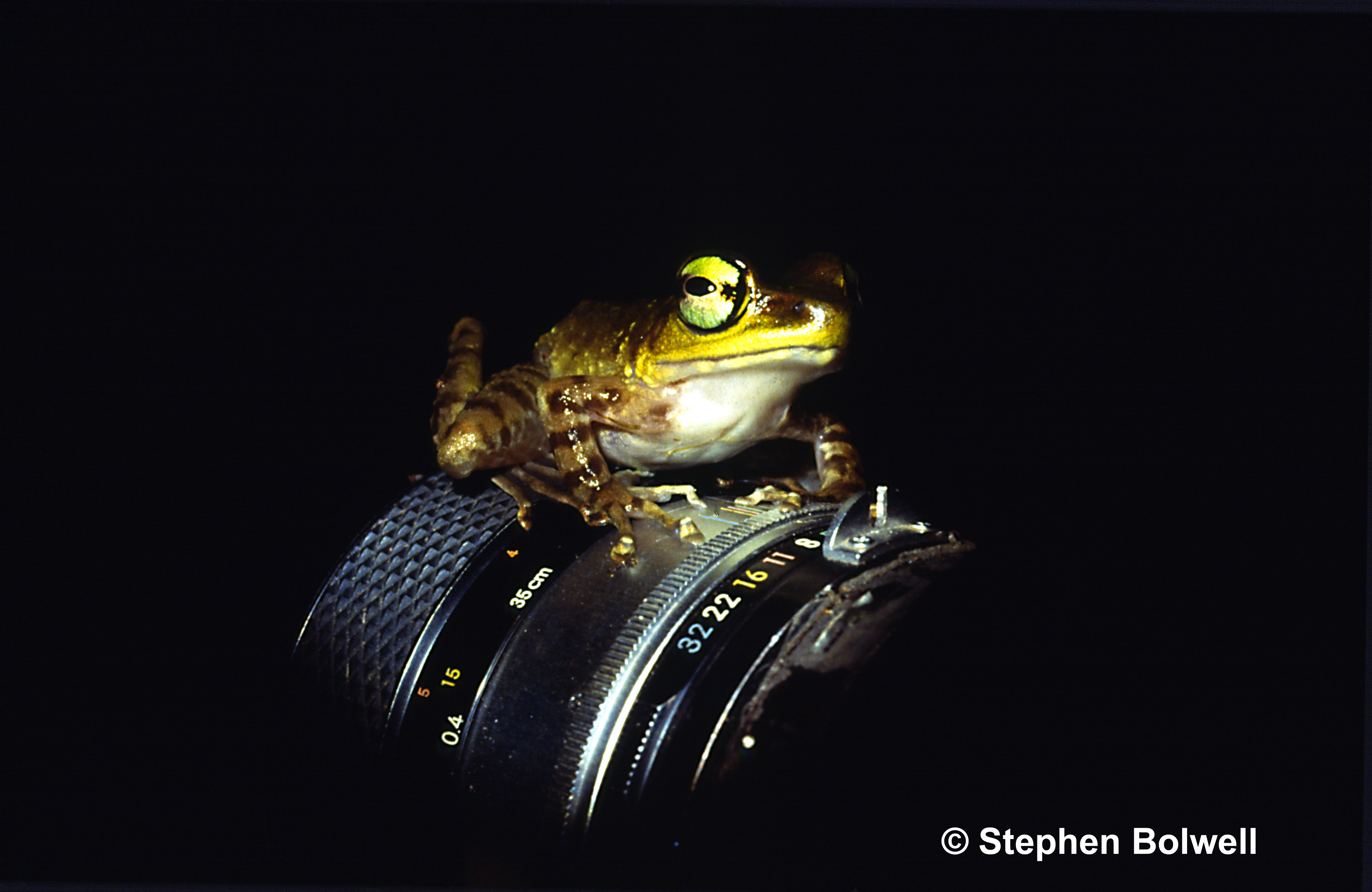 Frogs will often jump into your side of reality when they are being filmed.