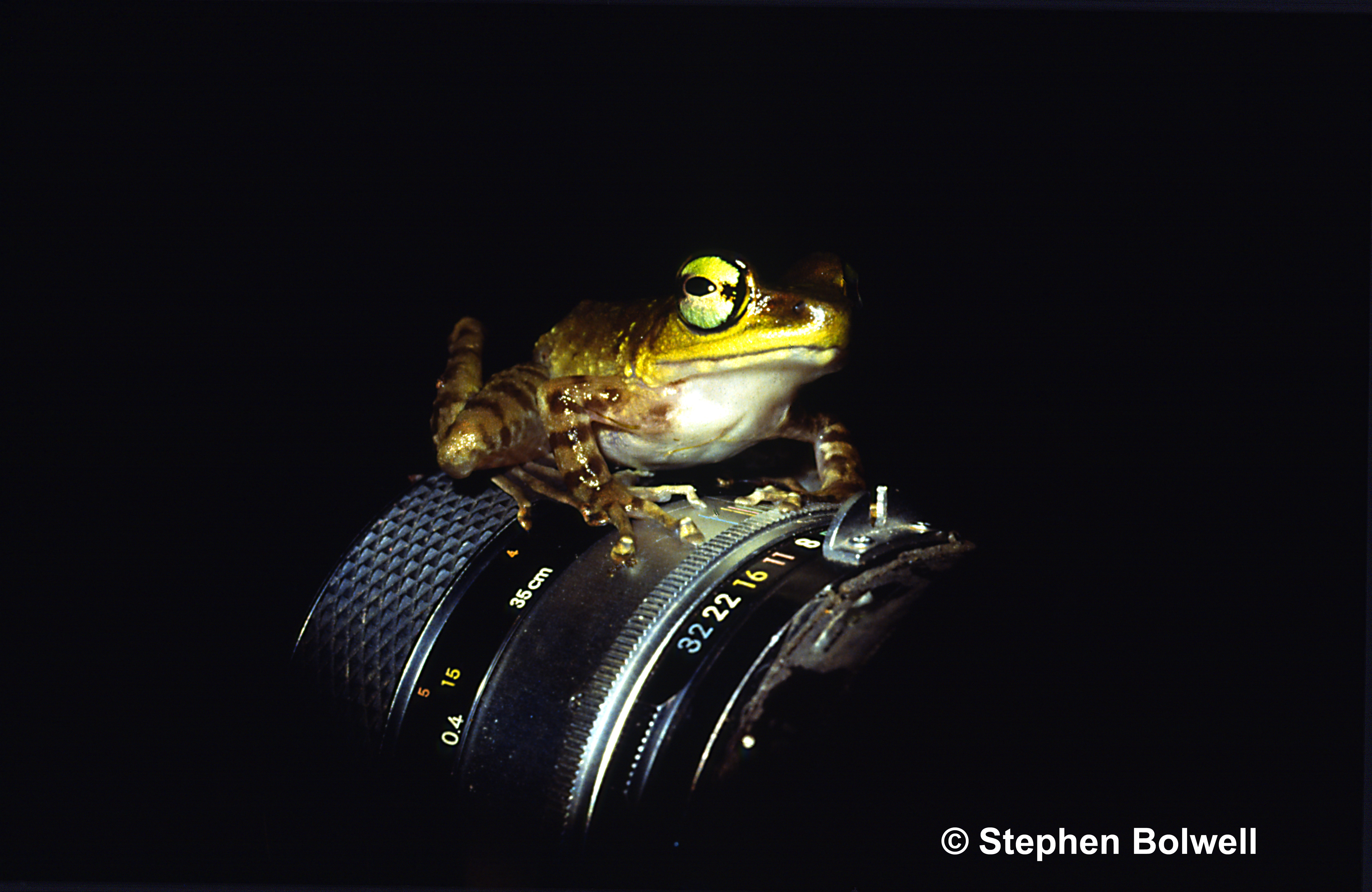 Frogs will often jump into your side of reality when they are being filmed.
