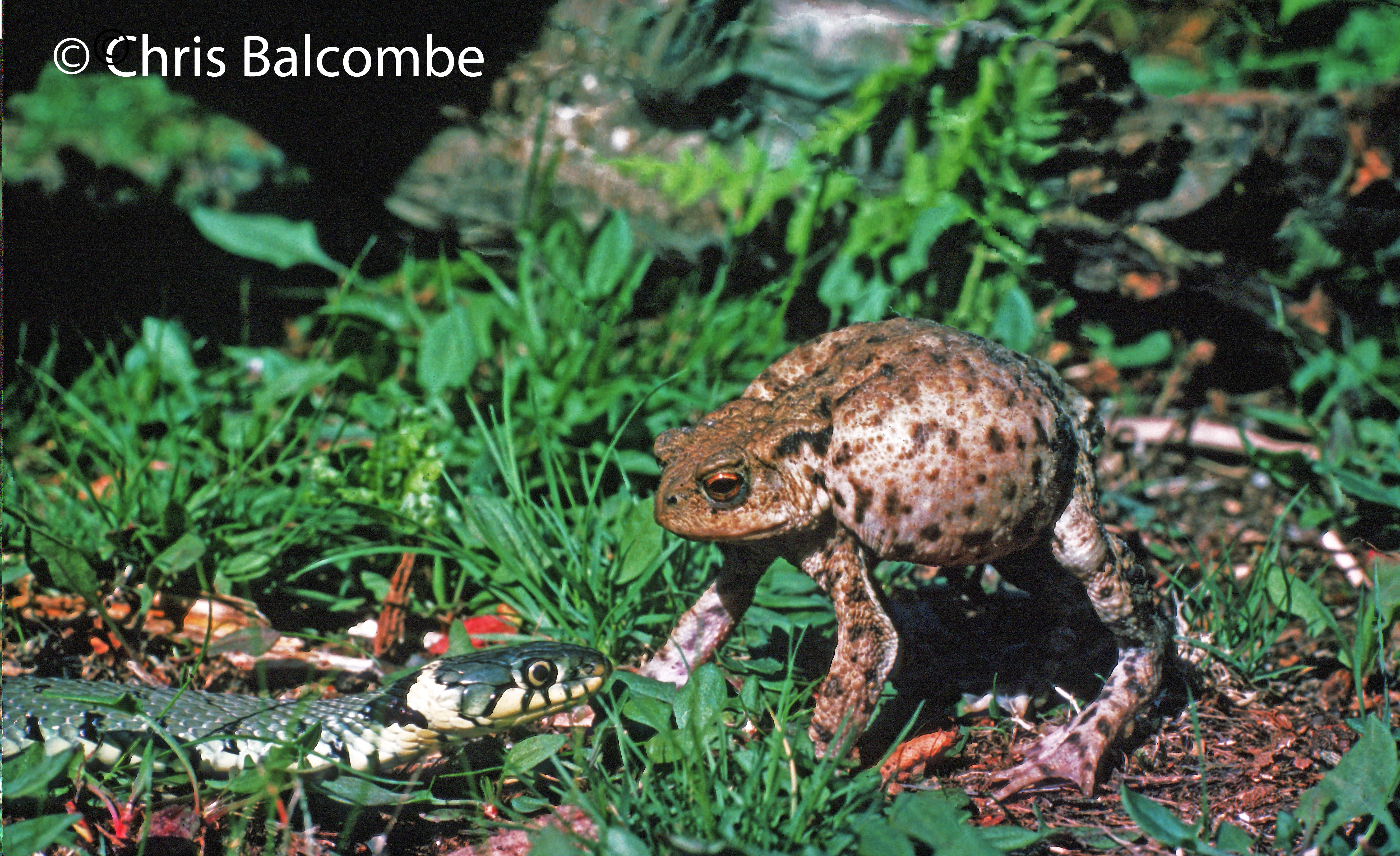 The toad
