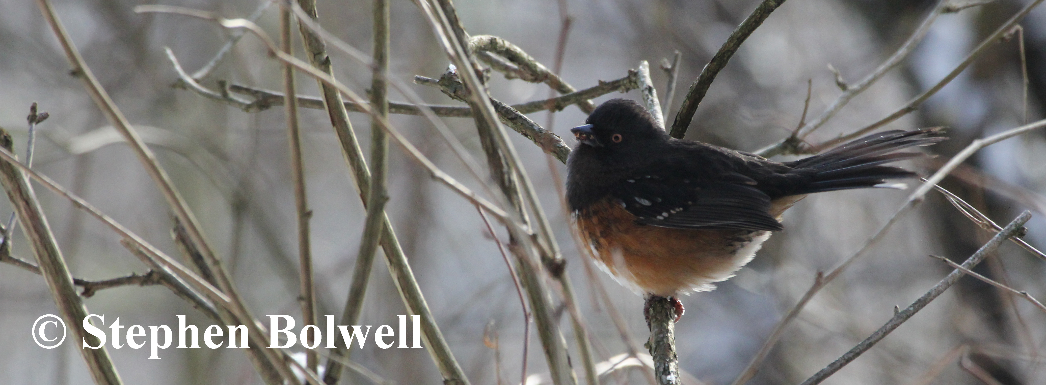 The Spotted Towhee is resident year round, but has been less frequently seen over the last twelve month, possibly due to disturbance caused by local urban development.