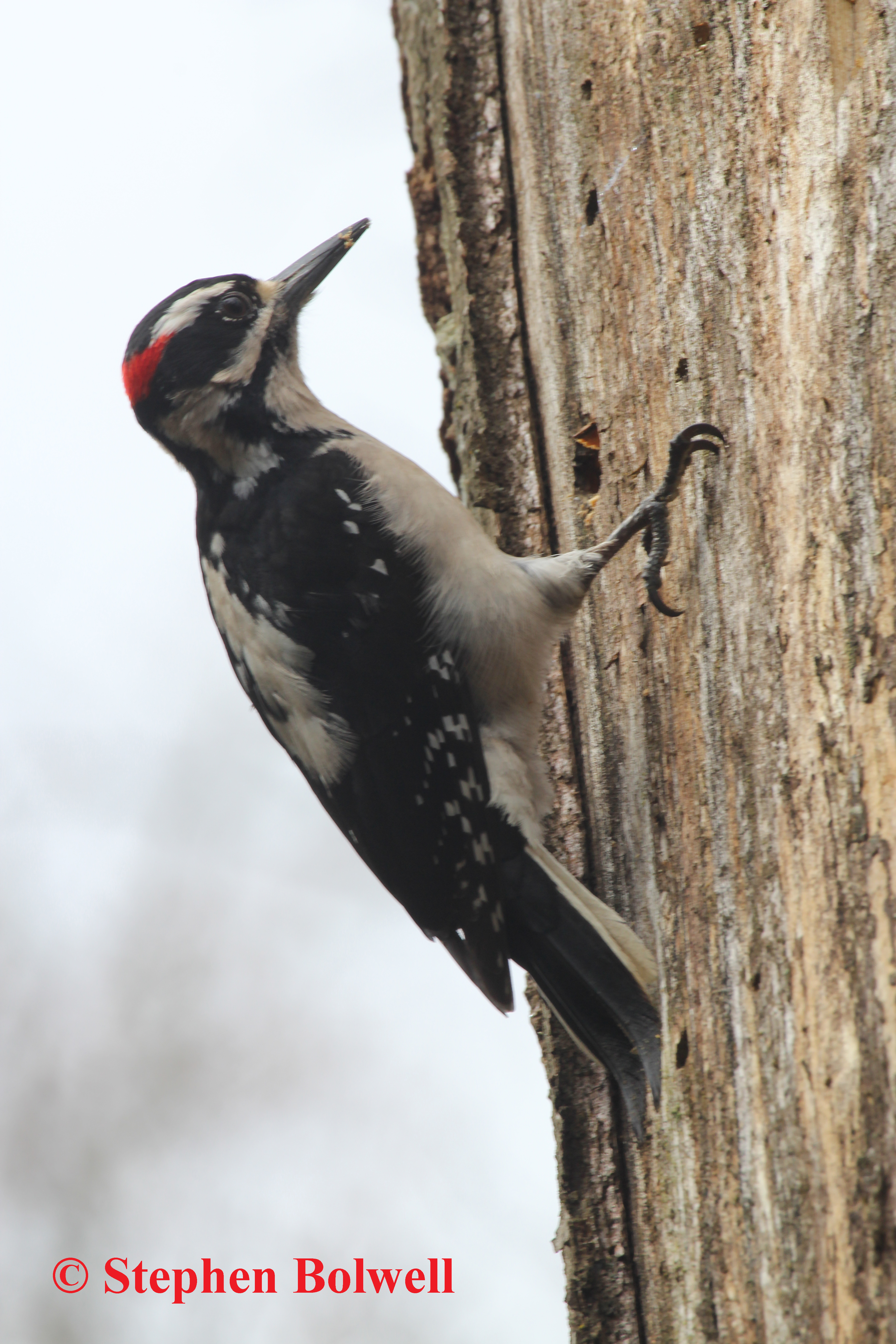 A hairy woodpecker feeding last year on one of the trees that have recently been felled along the pathway. 
