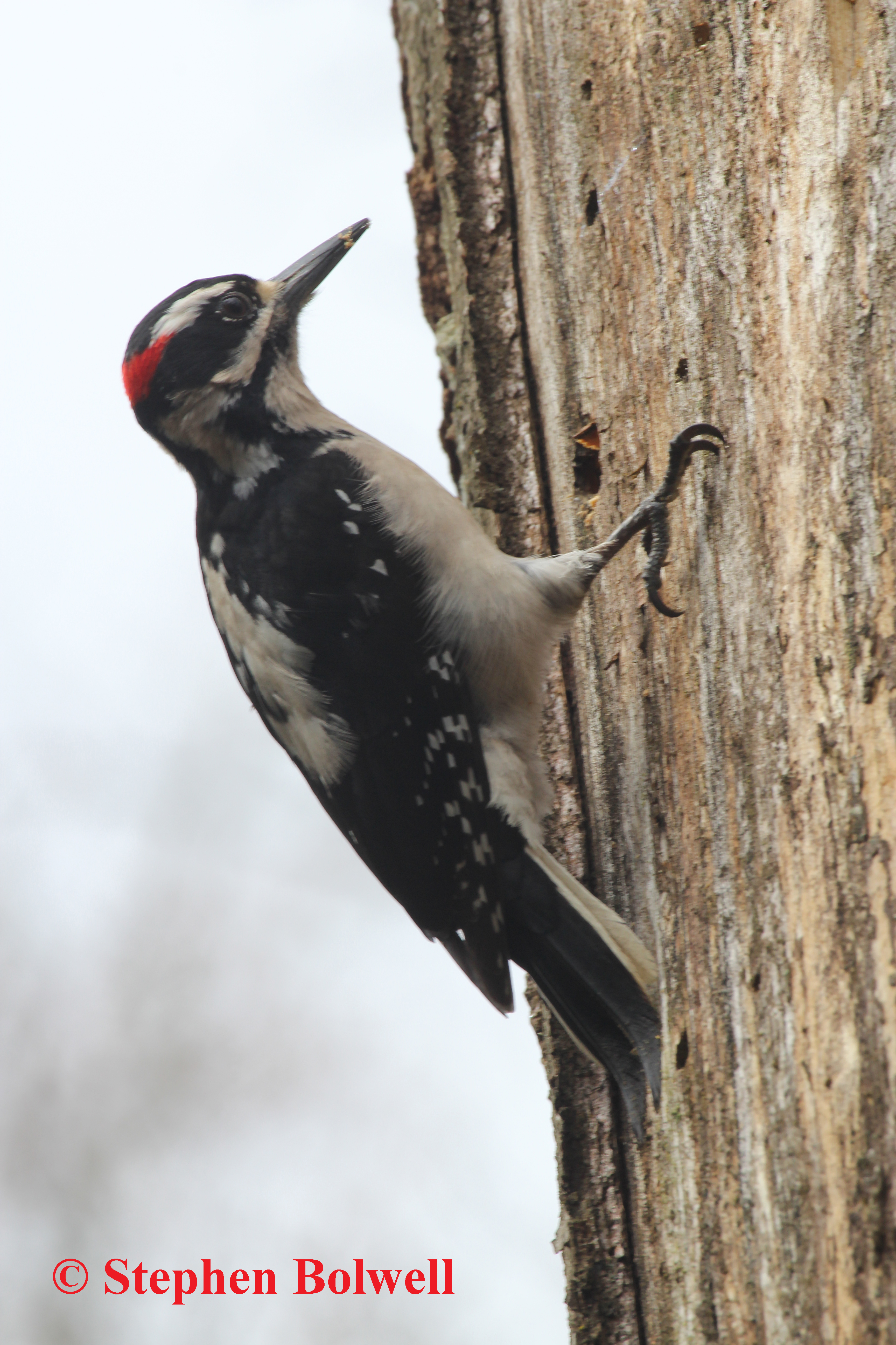 A hairy woodpecker feeding last year on one of the trees that have recently been felled along the pathway.