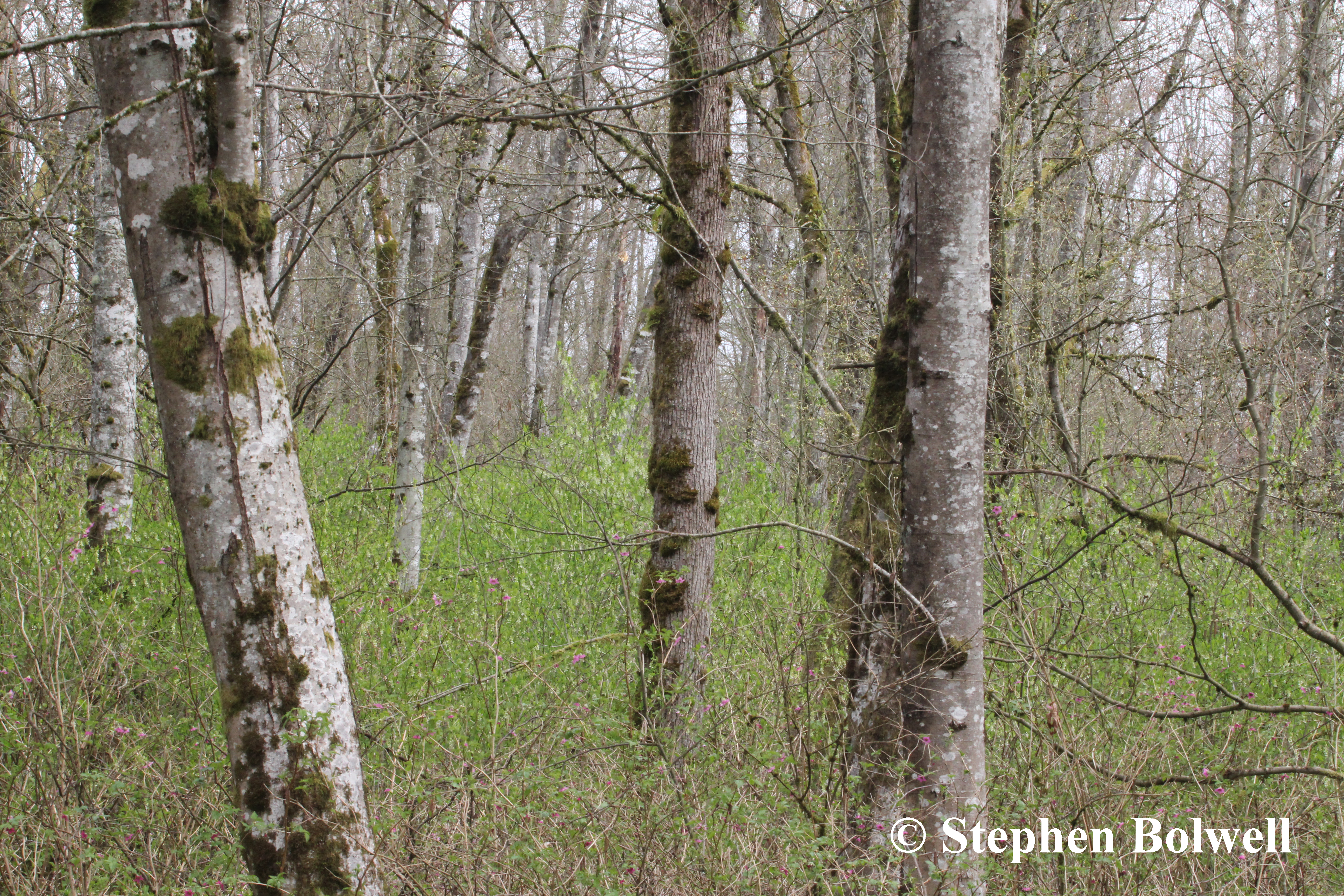 The woodland two years ago during spring... just so delightfully subtle!