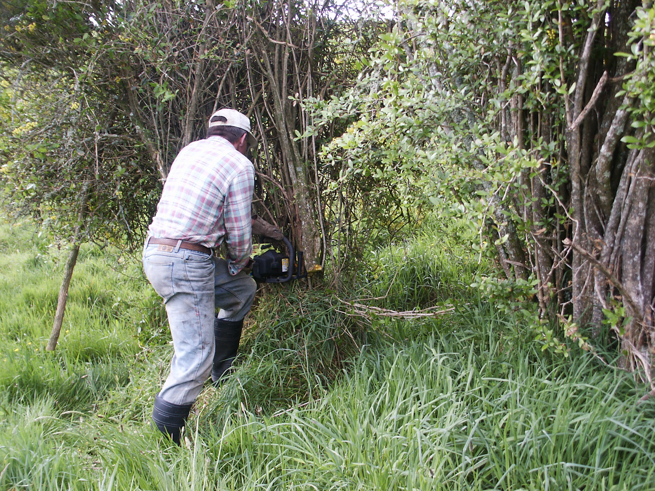 Jim fells troublesome barberry.A couple of neighbours, Jim and Ron saw me struggling to fell barberry along the margins of our bush line and without needing to be asked showed up with chainsaws and saved me days of hard labour. Bottles of beer are often the currency of appreciation here.