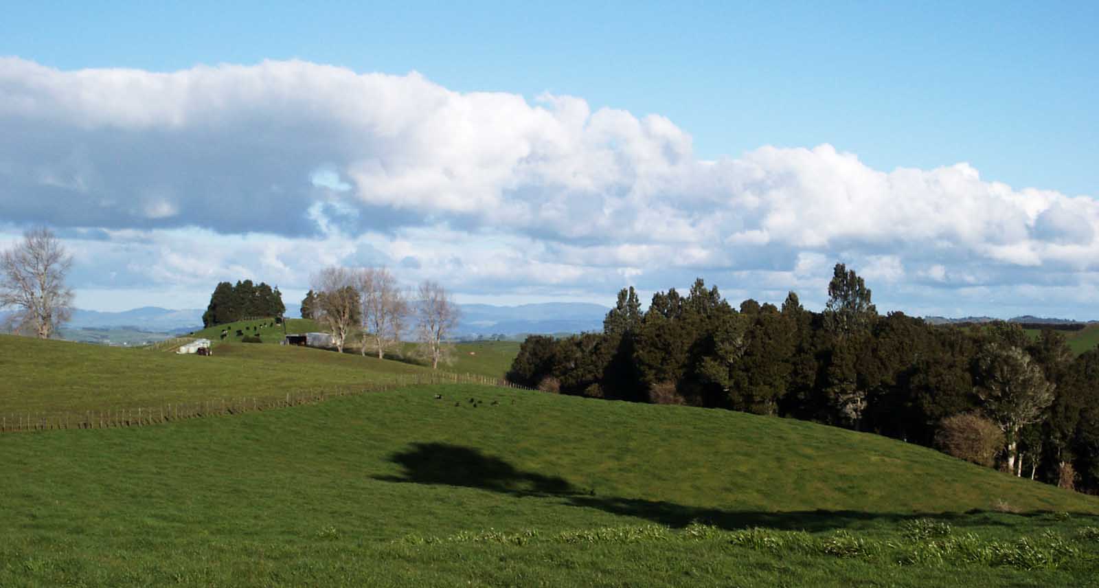 At the end of a spur of woodland bush we purchased what is known in New Zealand as a lifestyle block, which usually means you are going to keep a few stock animals which was the last thing I wanted to do. The birds on the pasture are turkeys - aliens from North America, but they spent most of their time on our land and I grew fond of them - until a neighbouring farmer shot them. When I asked him why, he said they ate too much grass..... I know, that sounded odd to me as well.