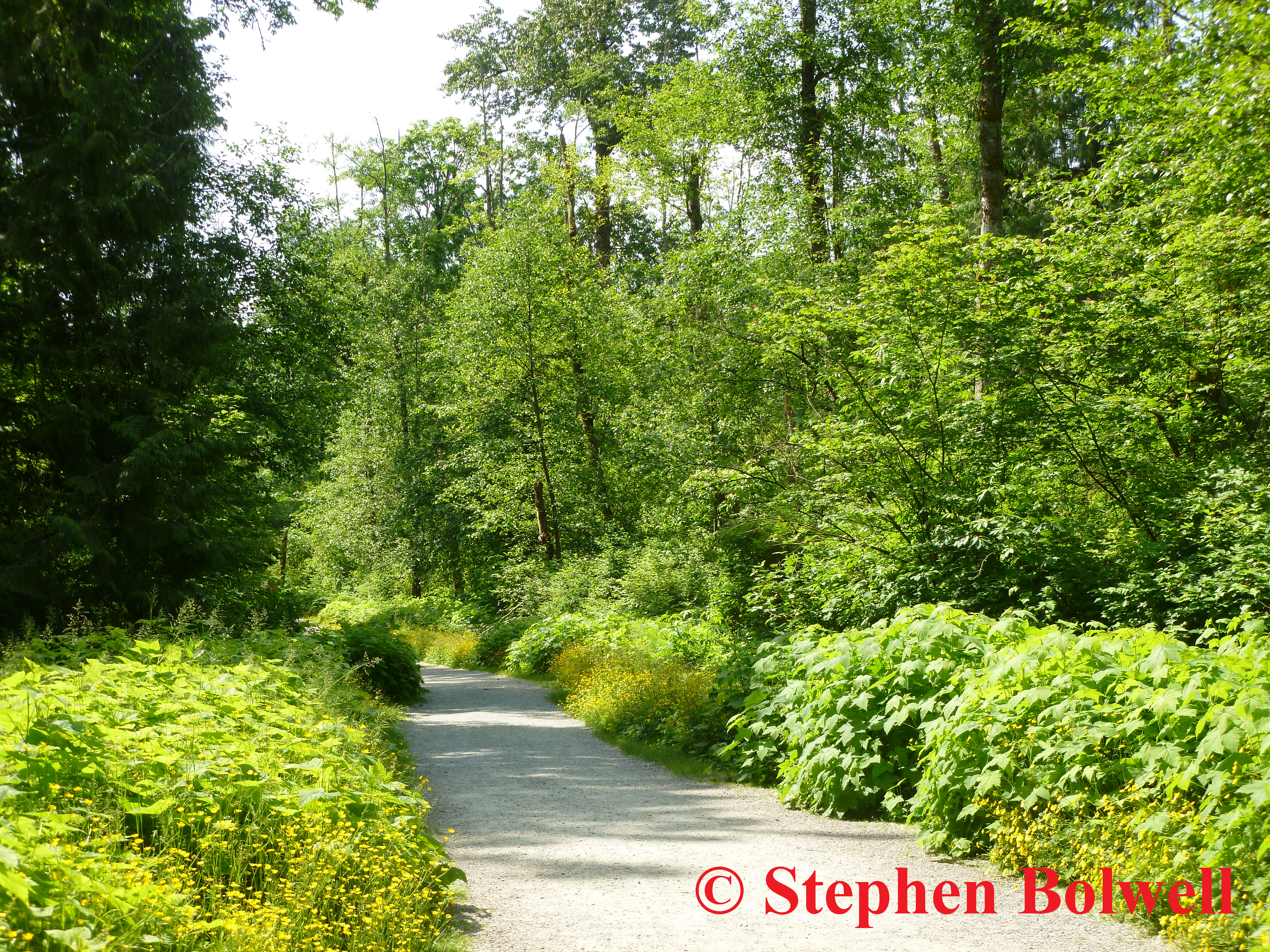 The borders of the woodland path three years ago during late spring - a perfect wildlife habitat and very beautiful.