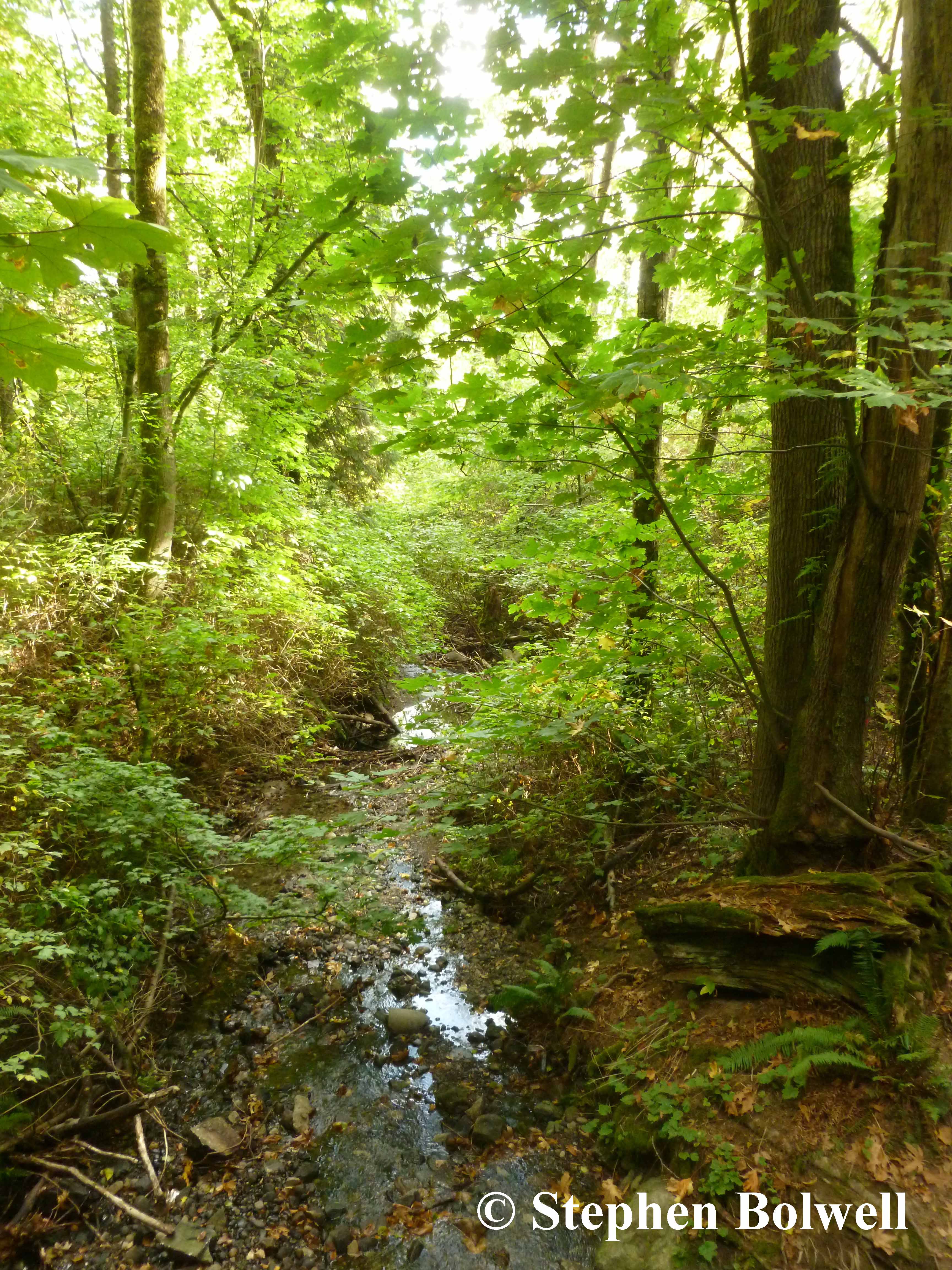 The stream in spring.