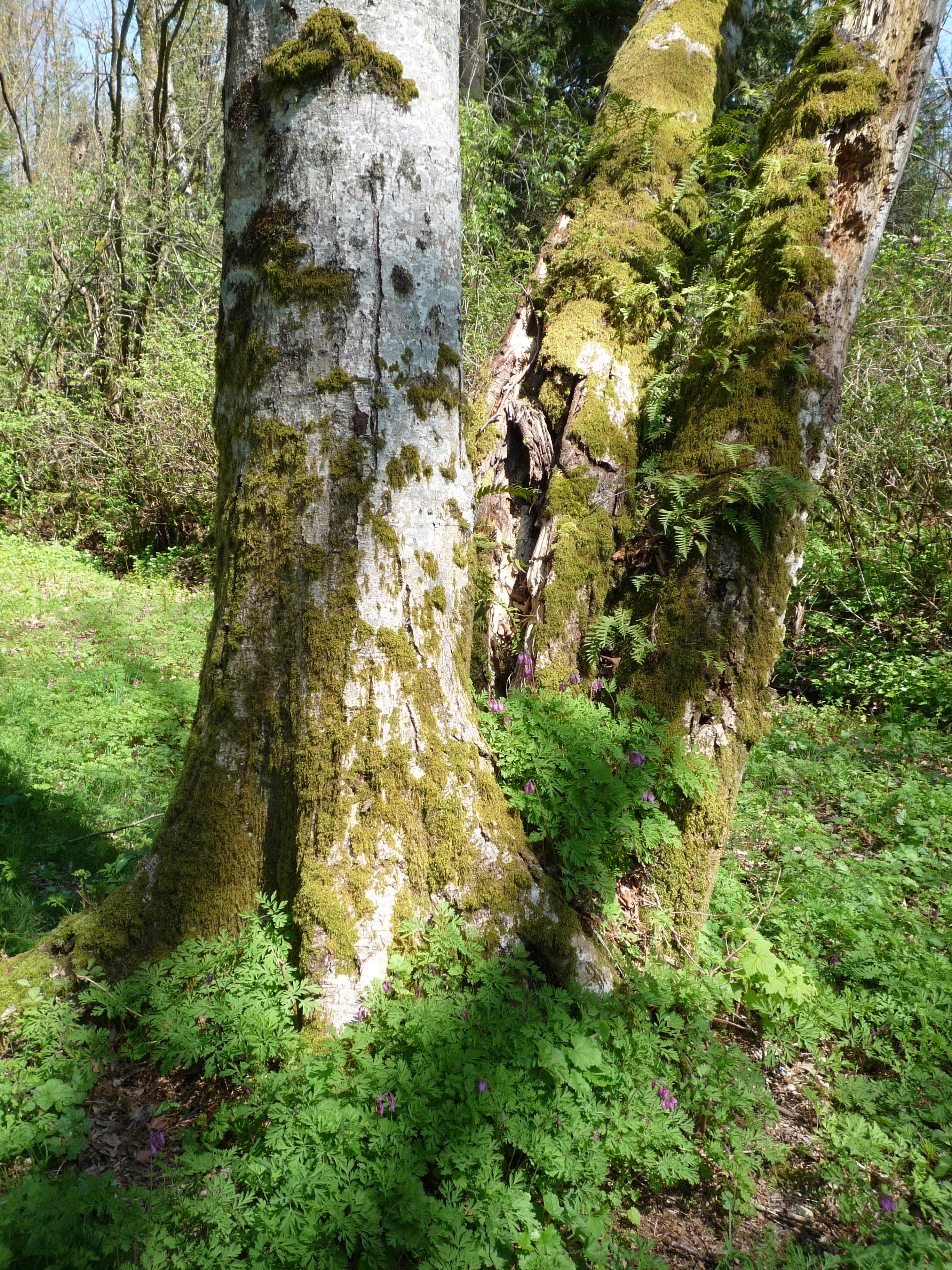 Three years ago and early in the spring: the two trunks leaning away were beginning to rot, these would eventually have fallen away from the path at some stage - they formed part of a habitat that acted as a food source for a great many forest dwellers. Wood peckers worked for grubs right next to the path (see their beak hammer holes in the trunk - top right).