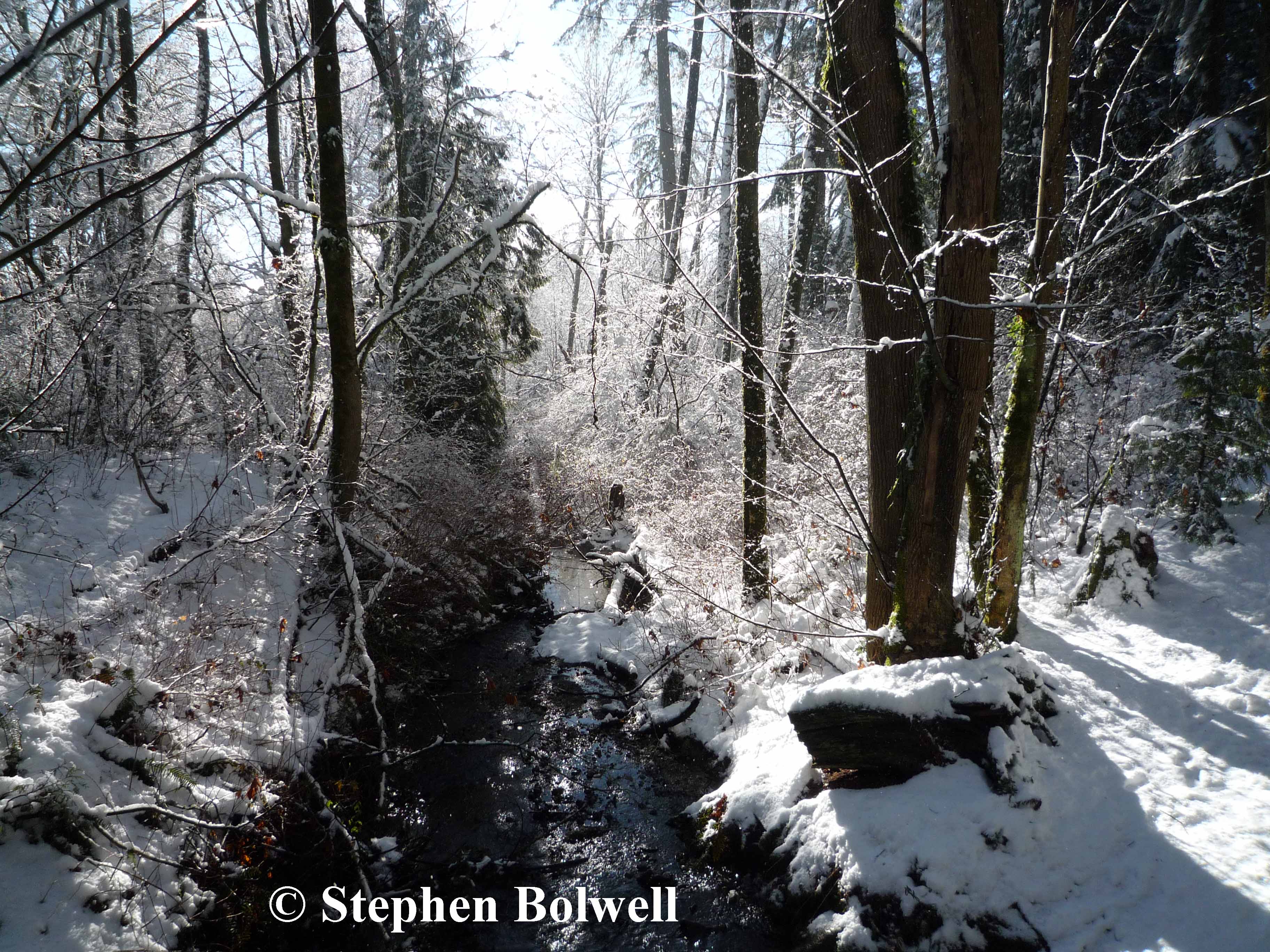 A stream running through Fleetwood natural woodland. It is Just beautiful.