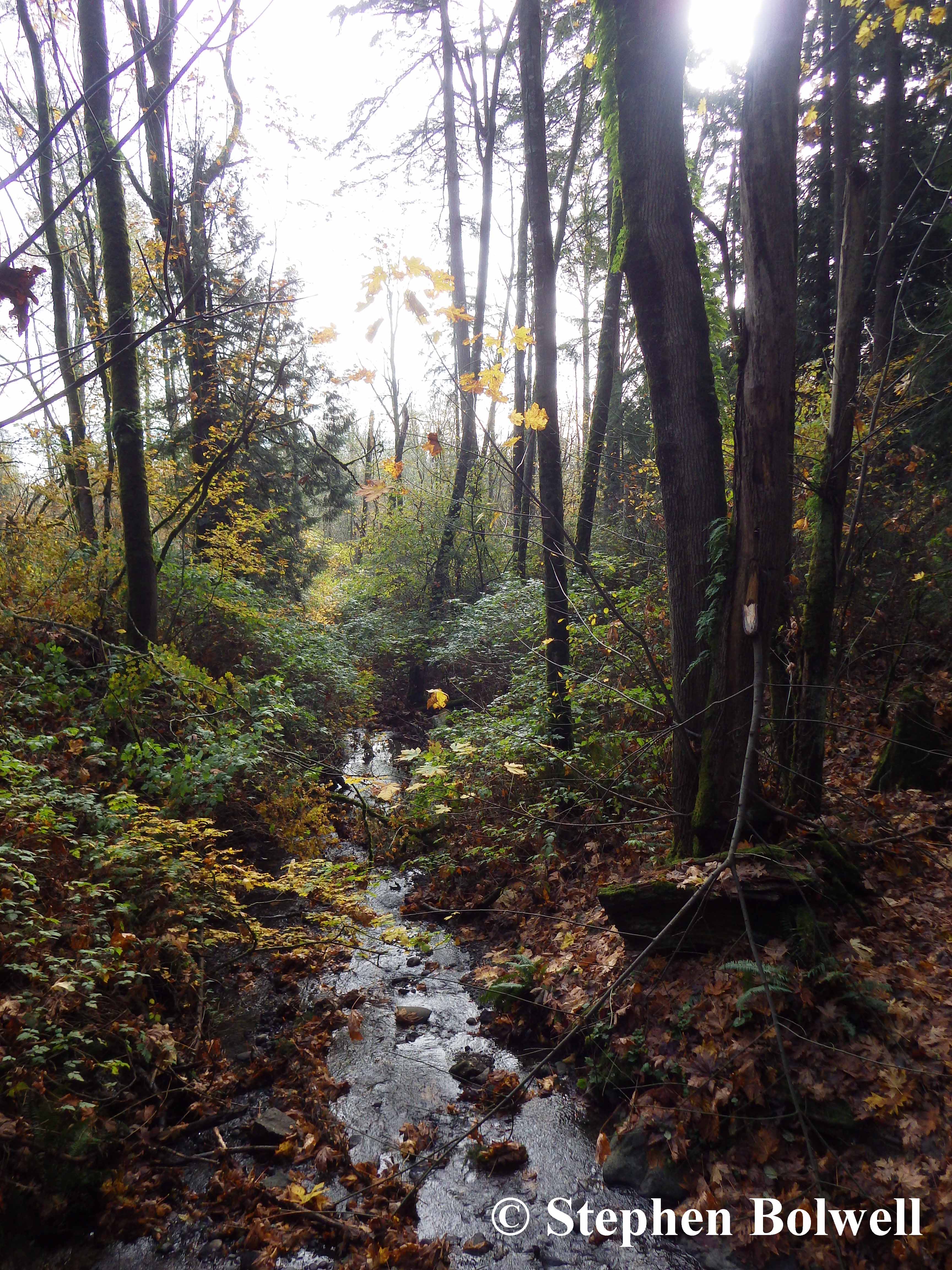 The stream in Autumn.