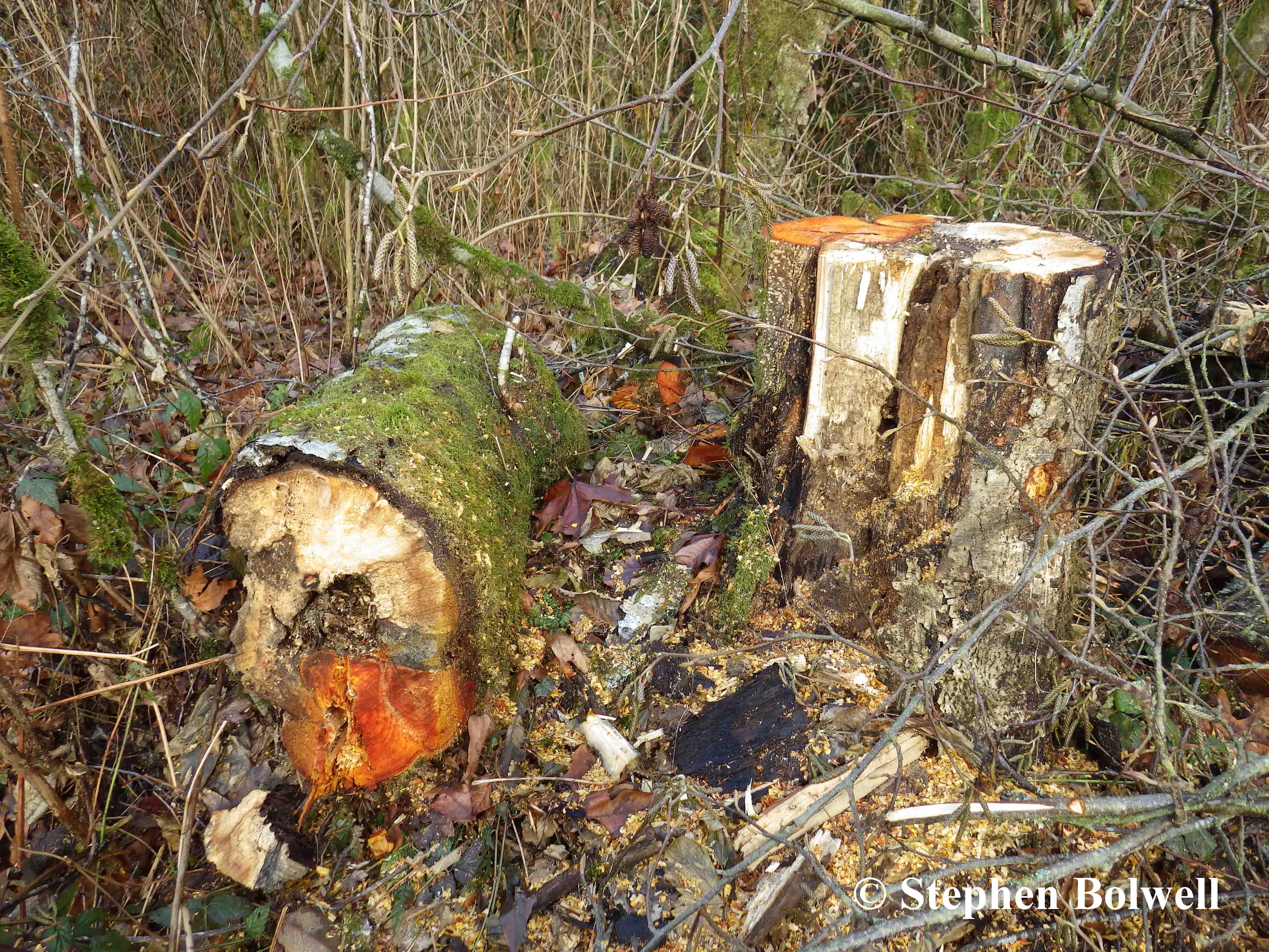 There can be no complaints about cutting this one - clearly a rotter and close by the path it needed to come down for safety reasons. In praise of the local authority, the felled timber is left to rot, which is essential to the long term well being of the forest.
