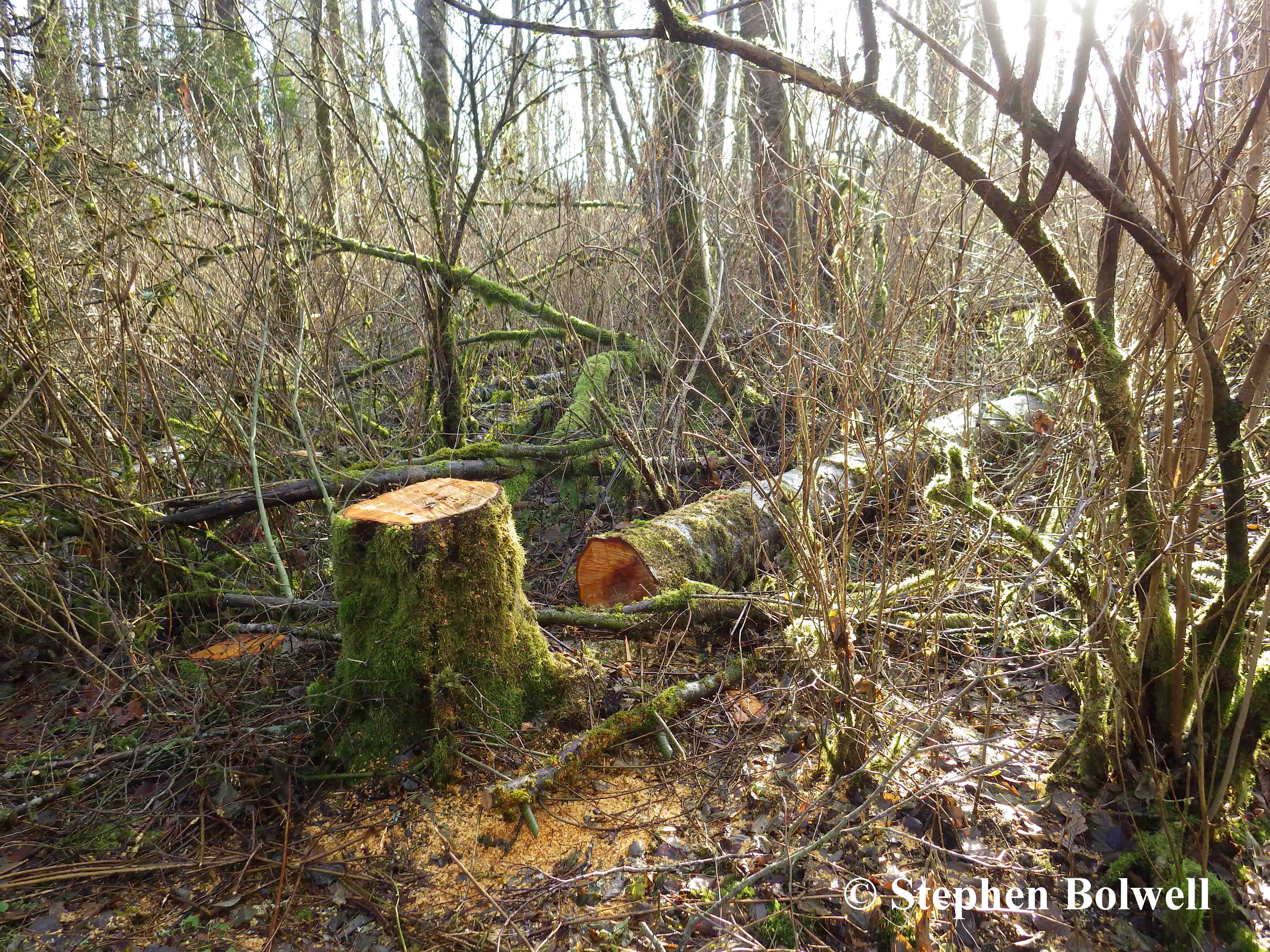 This one probably could have stayed upright. When the edge of a woodland is cut, the tree line becomes irregular and there is good scientific evidence to show that the remaining trees become more vulnerable to an increase in swirling wind movement.