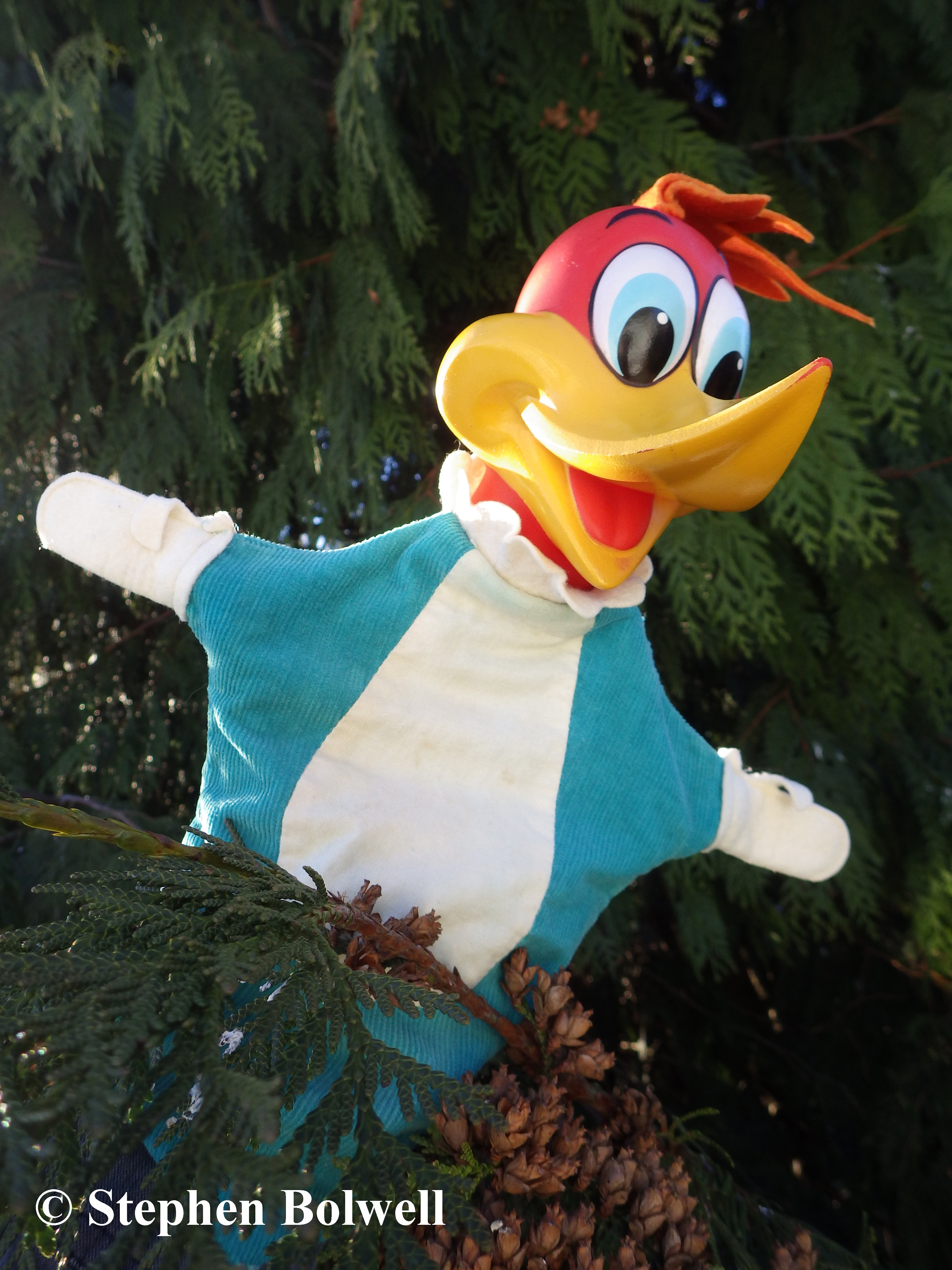 If it doesn't work out, I guess I'll just have to rely upon memories of my English childhood when I would sit and watch Woody Woodpecker cartoons on T.V. and dream one day of coming to North America to see the real thing.