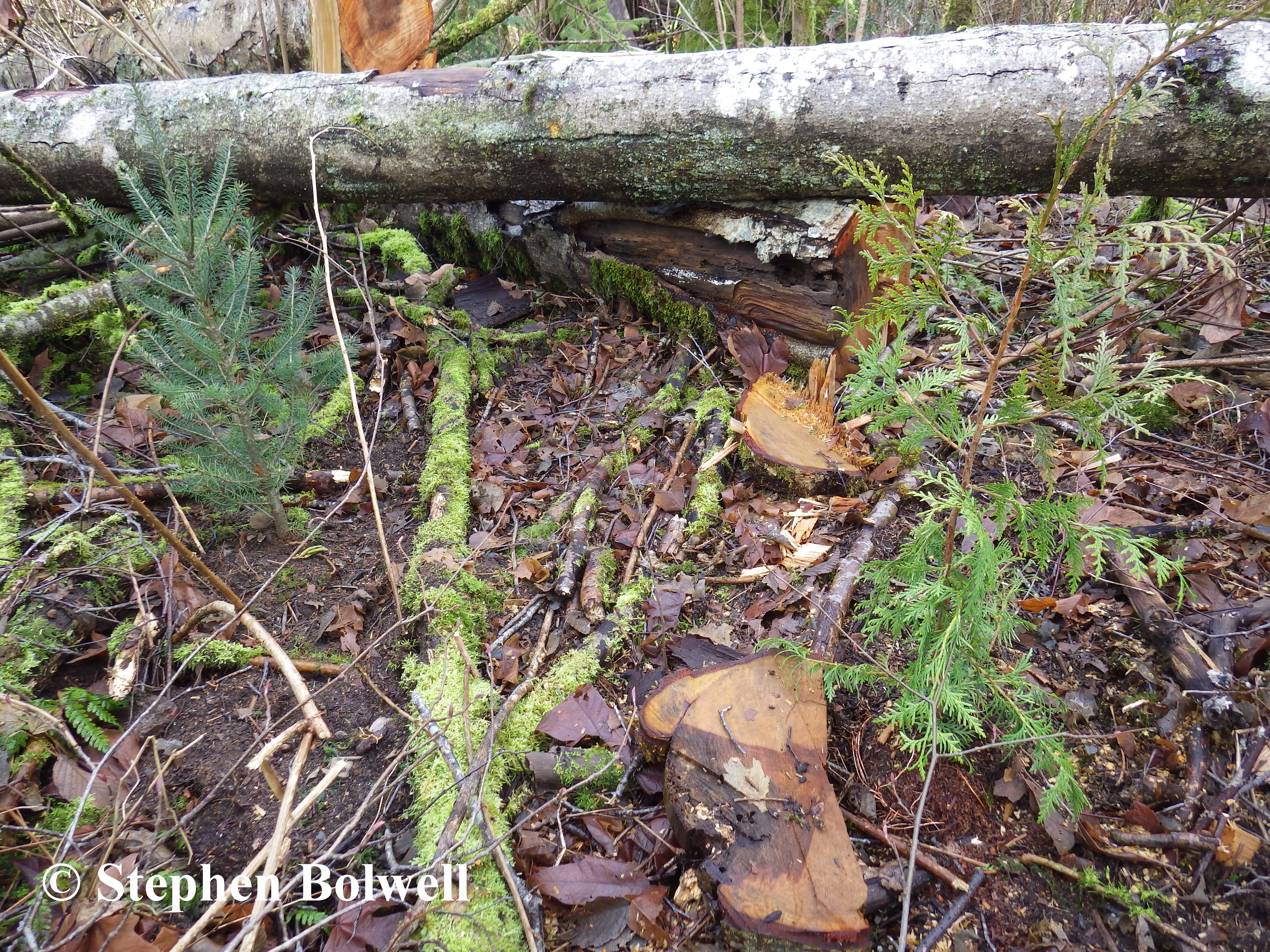 Potentially mighty trees planted just three feet apart seems odd to me.