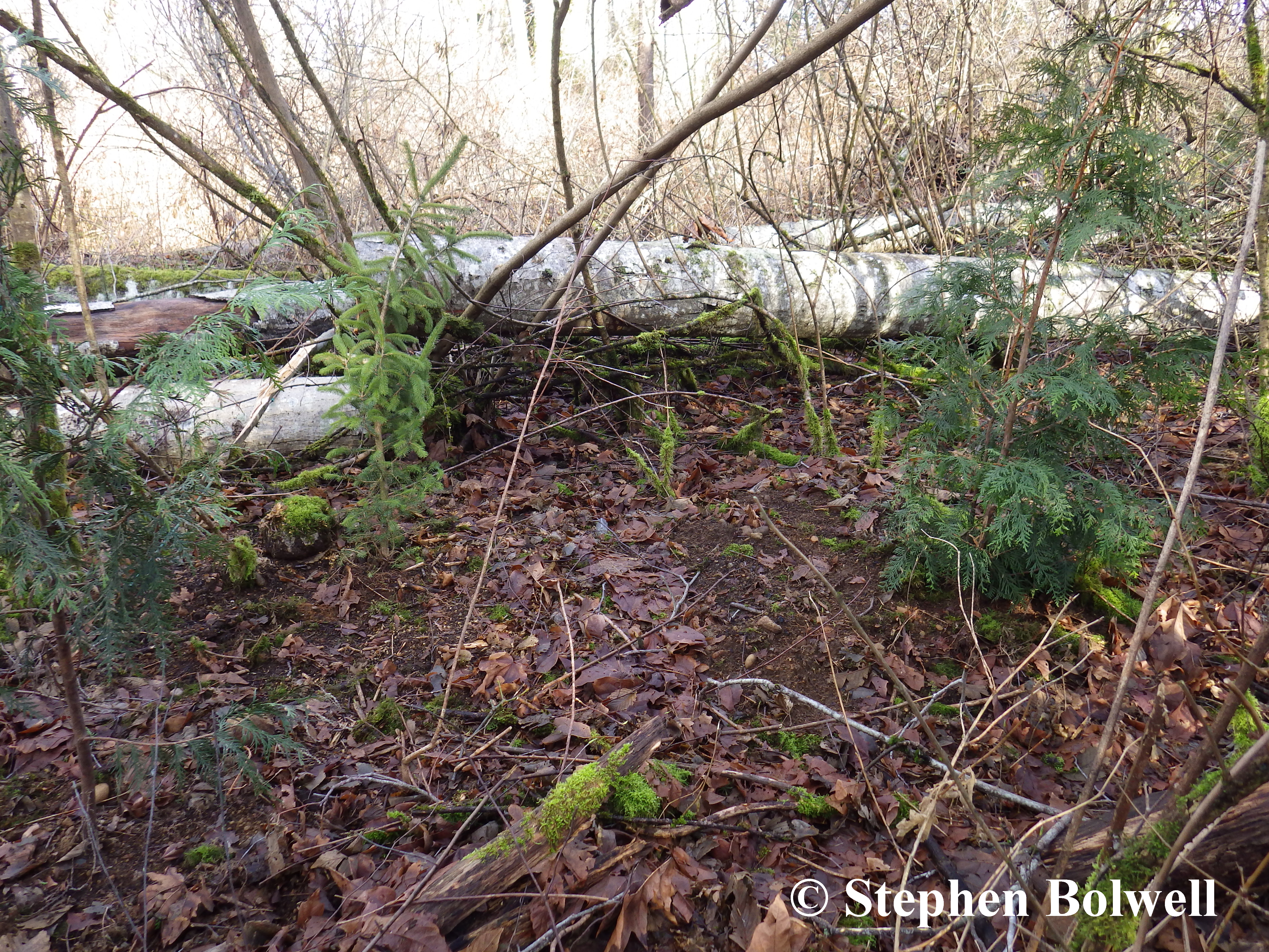These three conifers are planted within a few feet of one another - should they survive, at some stage their trunks must fuse. But if a grove is intended, they need to be planted a few paces rather than a few feet apart. Just over the felled trunk are the two potentially mighty trees shown in the previous picture - the planting here is very tight.