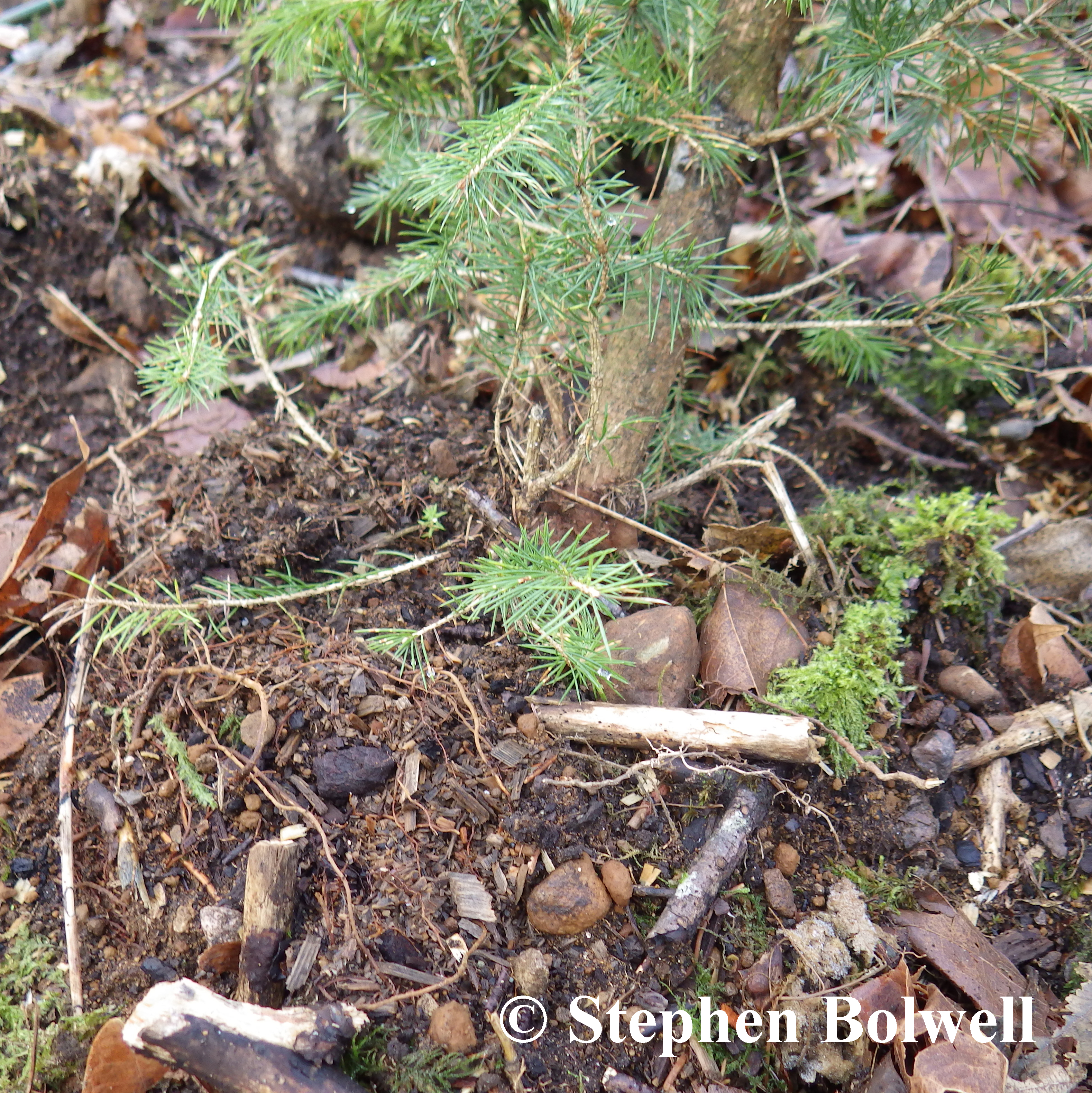 A small tree planted at 30 degrees off of the vertical; in consequence its roots are exposed.