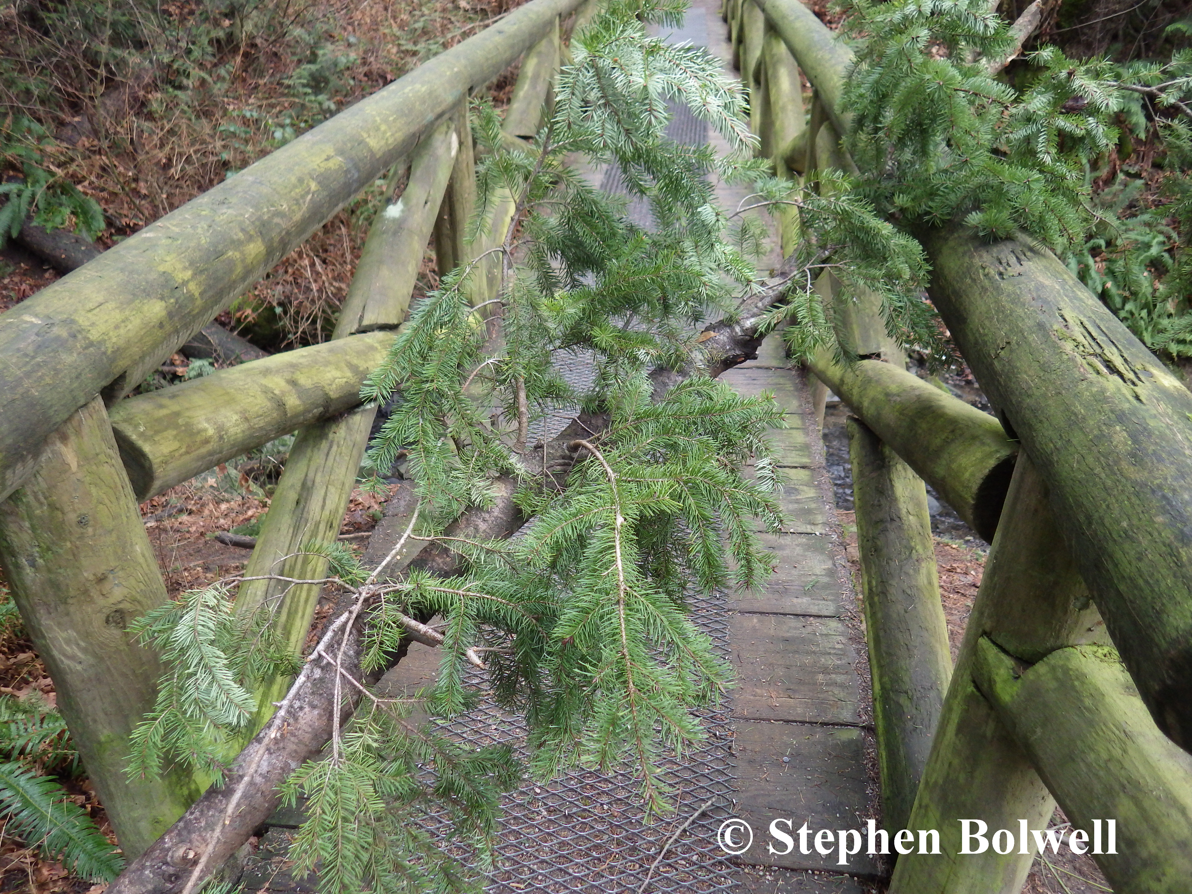 A healthy Douglas fir bough that has splintered and fallen onto a frequently used gully bridge. Had anybody been walking across they might easily have been hit.