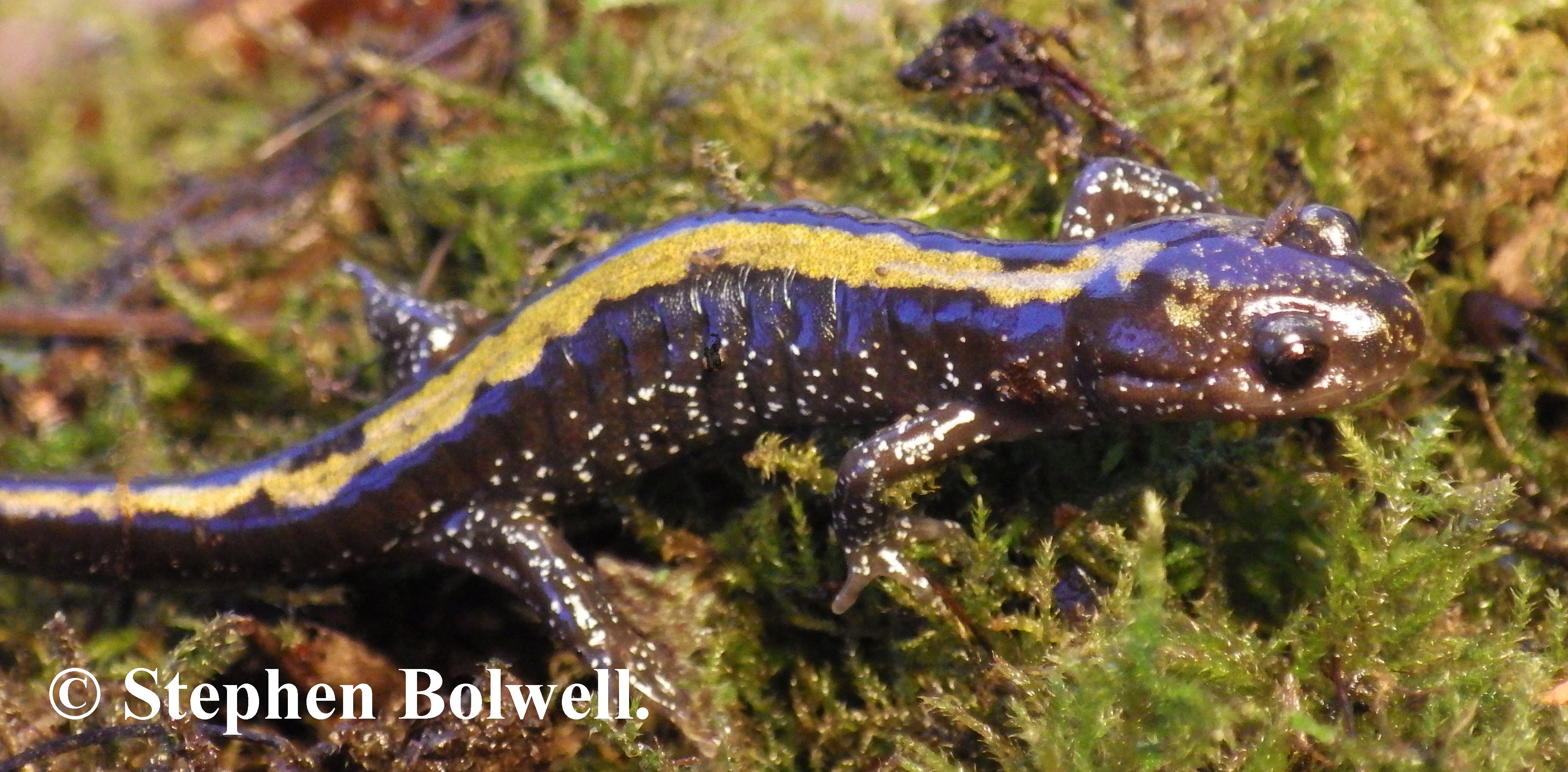 Long-toed salamanders tend to emerge at night and are seldom seen during the day. I know... What's the point if you never see them... Well, it's all about diversity which is a sure sign of a healthy environment.
