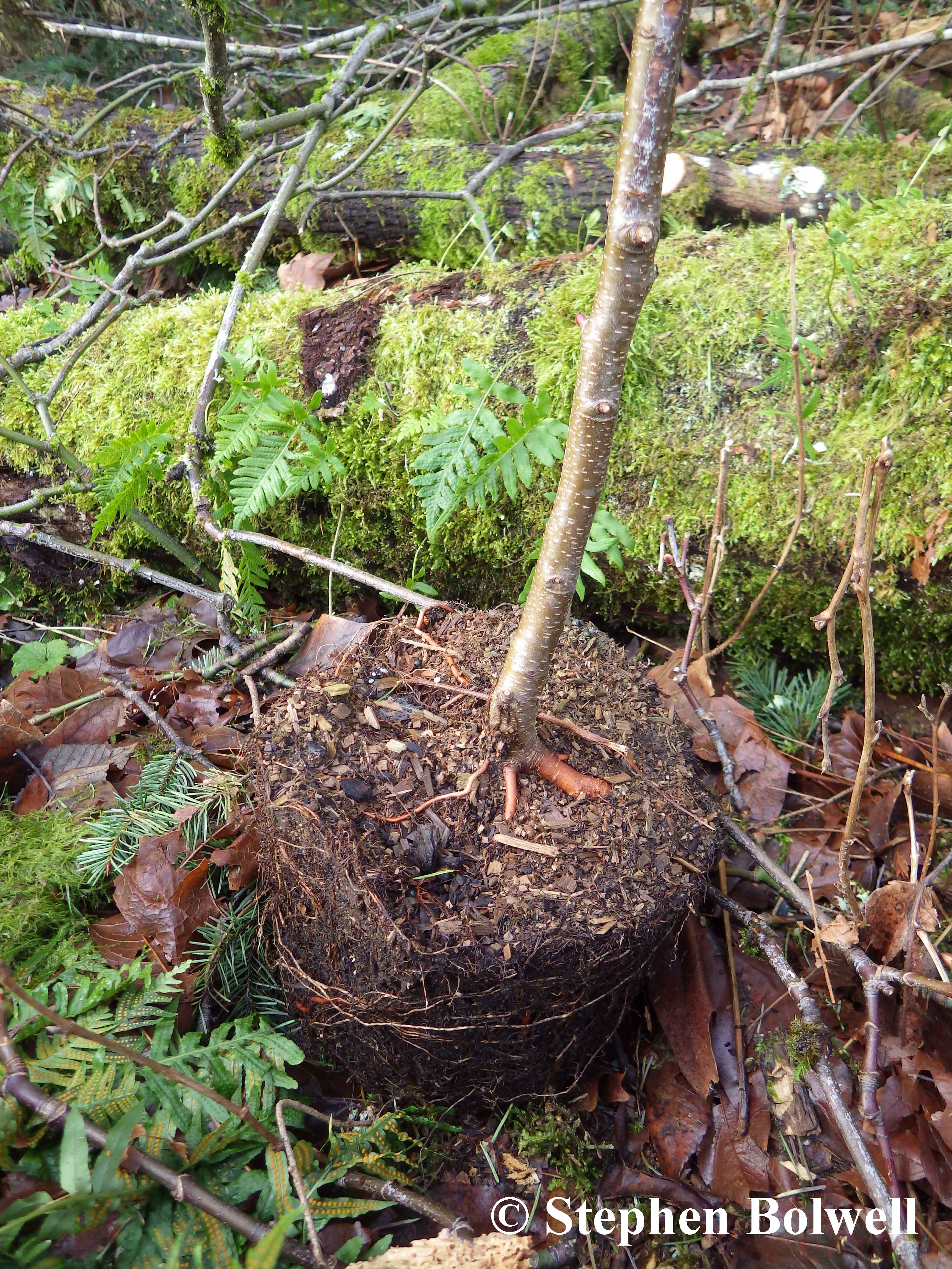 My wife noticed this one a few days ago - a forgotten big leaf maple. Perhaps it is a bit mean to point this out more than a week and a half after the planting - but if you don't put them in the ground... they won't grow.