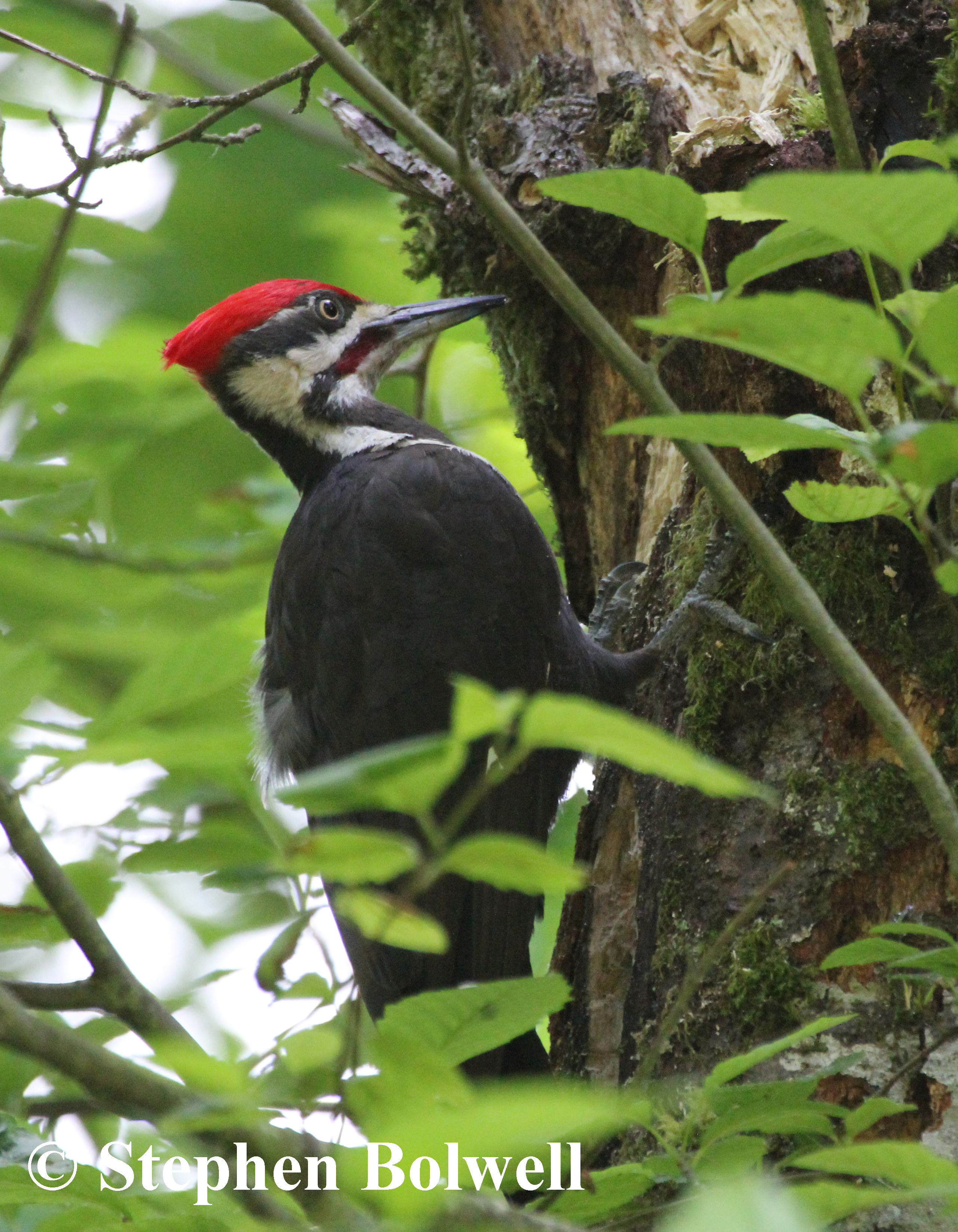 I didn't get the opportunity to observe pileted woodpeckers so easily before coming to Canada - these birds are a joy to observe as they hammer away at an old tree trunk, and there is a certain sadness in that I shall no longer be able to watch them so regularly in the local area.