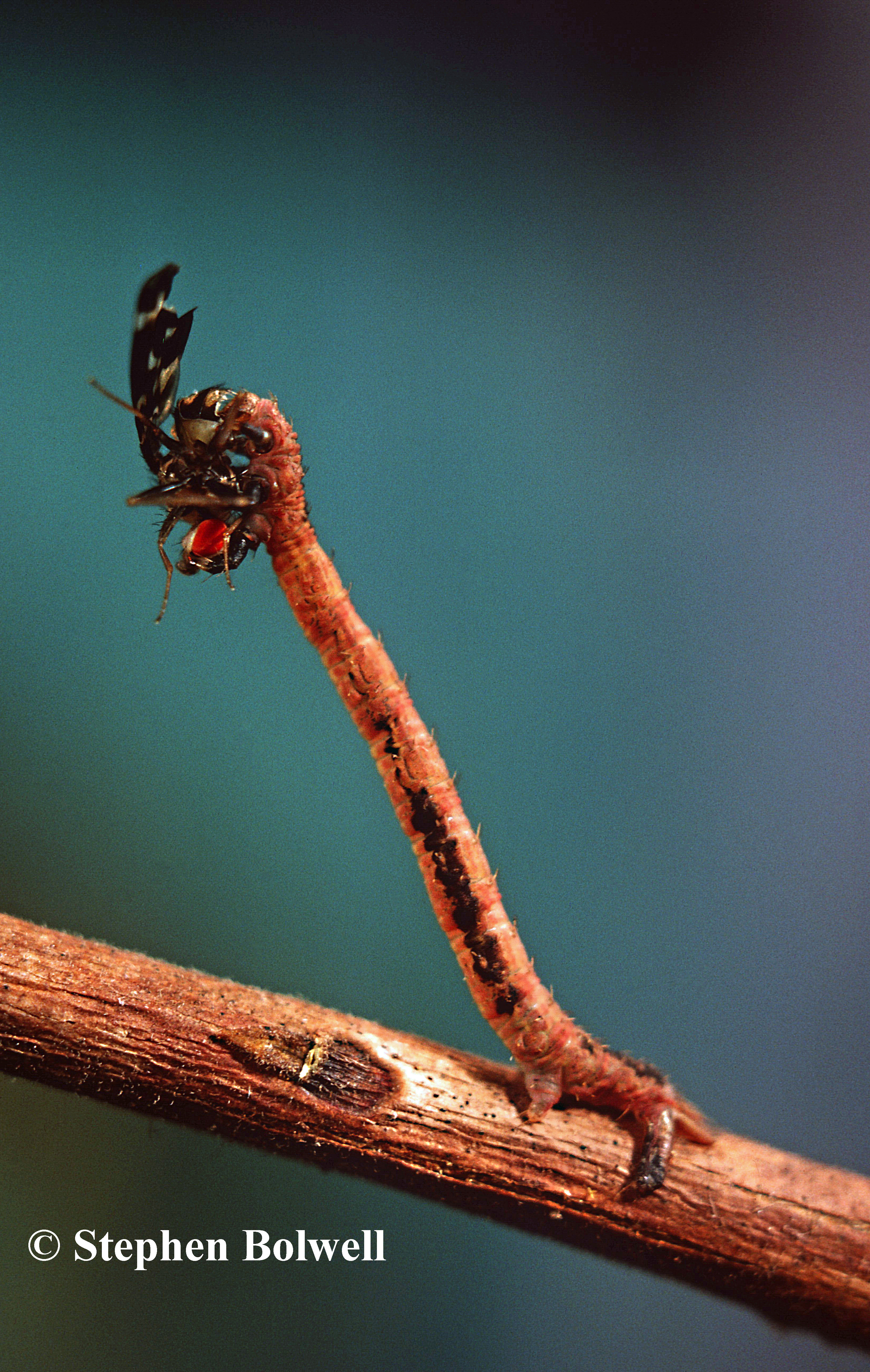 It doesn't seem likely, but there is is... a moth caterpillar Eupithecia streurophragma feeding on an Hawaiian fruit fly.