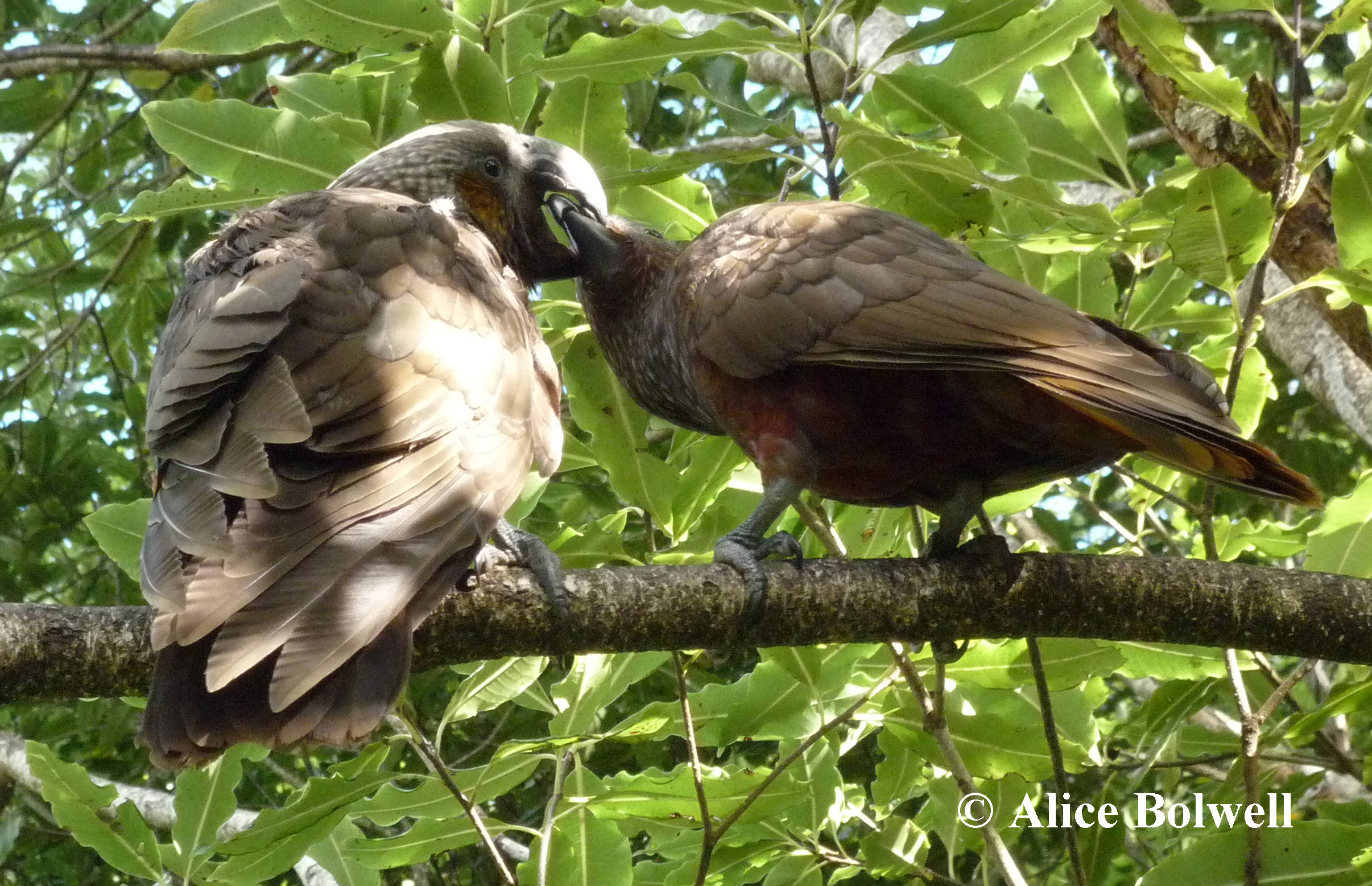 As the trees mature some will provide a fruit bonanza for kaka and the parrots might then return.