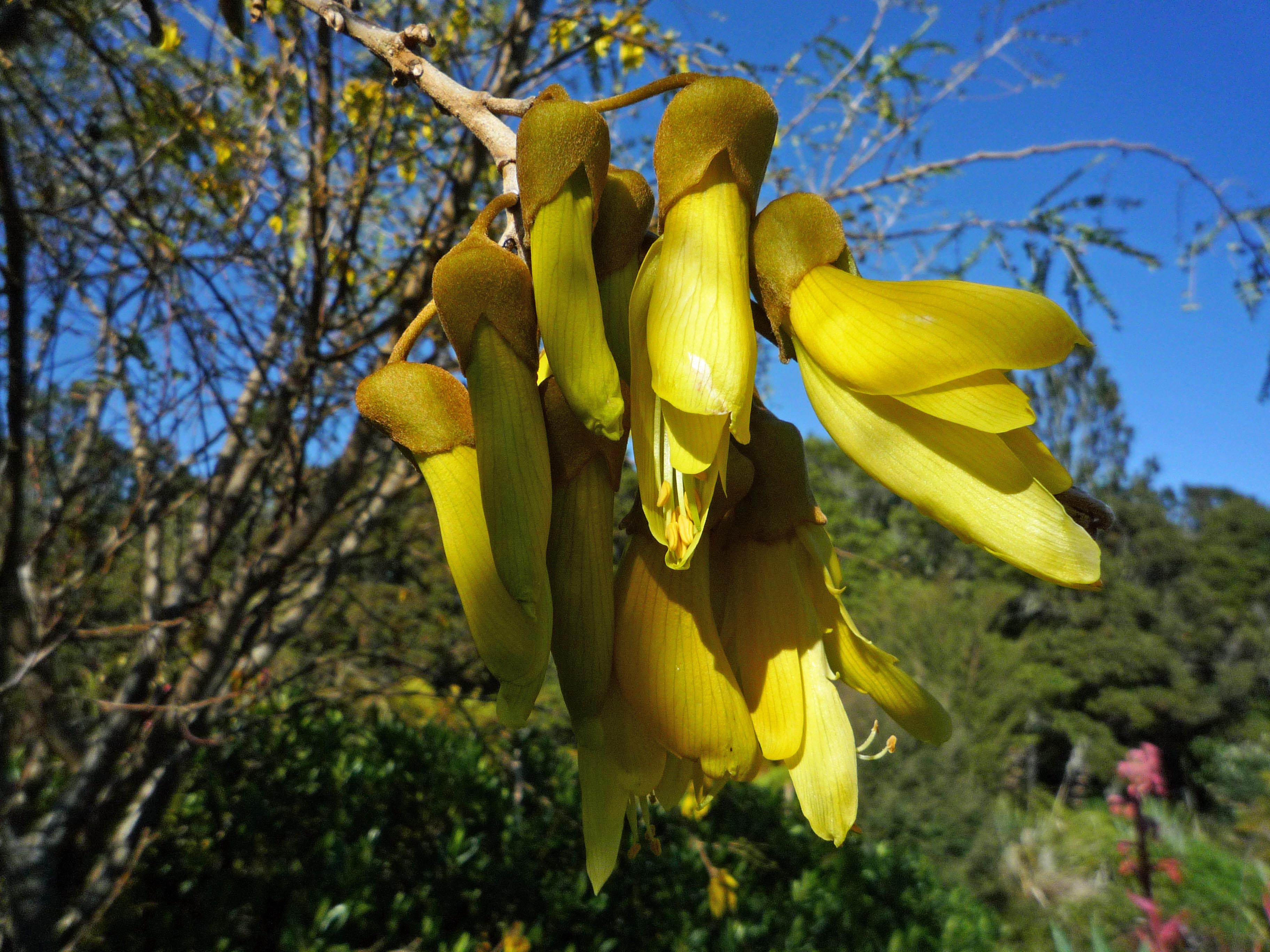 These are kowhai flowers and the tui love them and will travel some distance to find them - that is, if native pigeon haven't already stripped out the buds, which eventually happens, but not until we have left our New Zealand home when the trees become big enough for it to be worthwhile for the pigeon to bother.