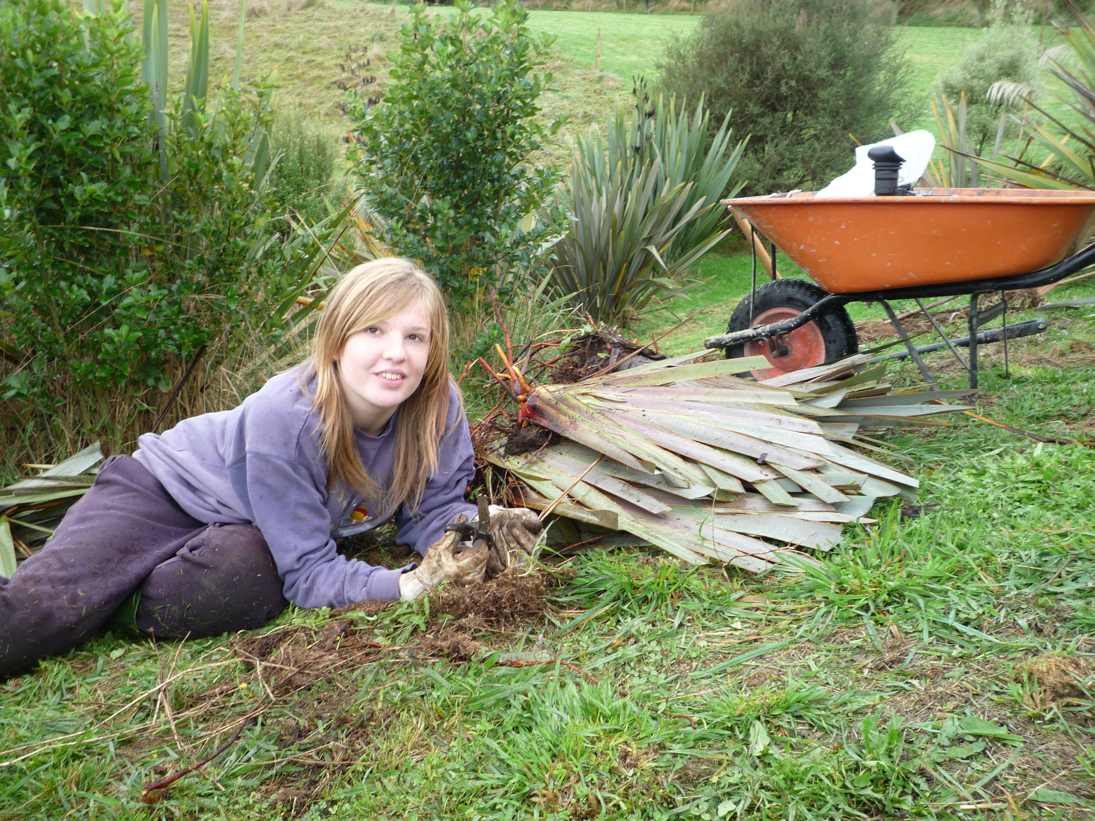 Alice dividing a native flax for planting in early 2010 several months before we leave for good.