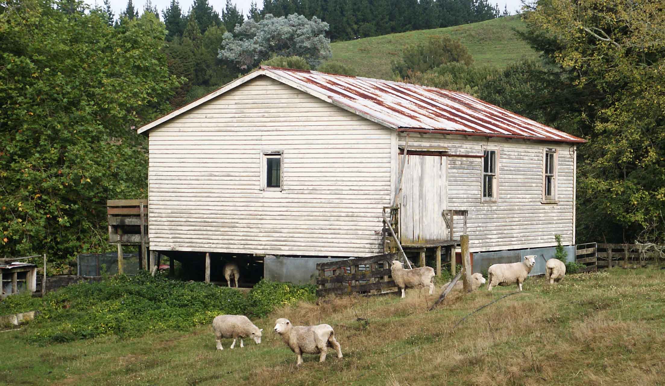 This is a classic New Zealand image, but things are changing. The old woodshed near to our house was demolished shortly after this picture was taken.
