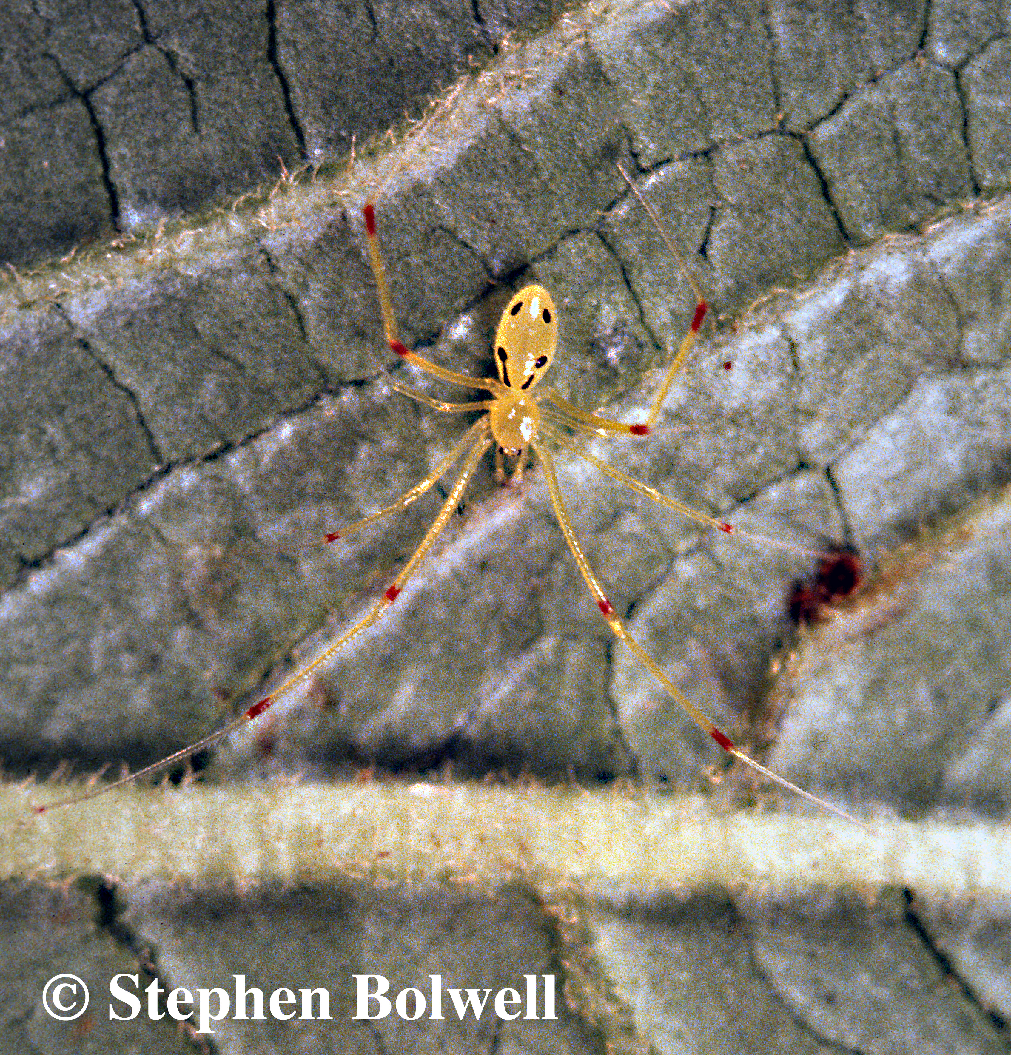 I had a couple of happy face spiders to film, but since I photographed them many more extraordinary faces have been captured by by photographers. Just Google Happy Face Spider to see some extraordinary morphs.
