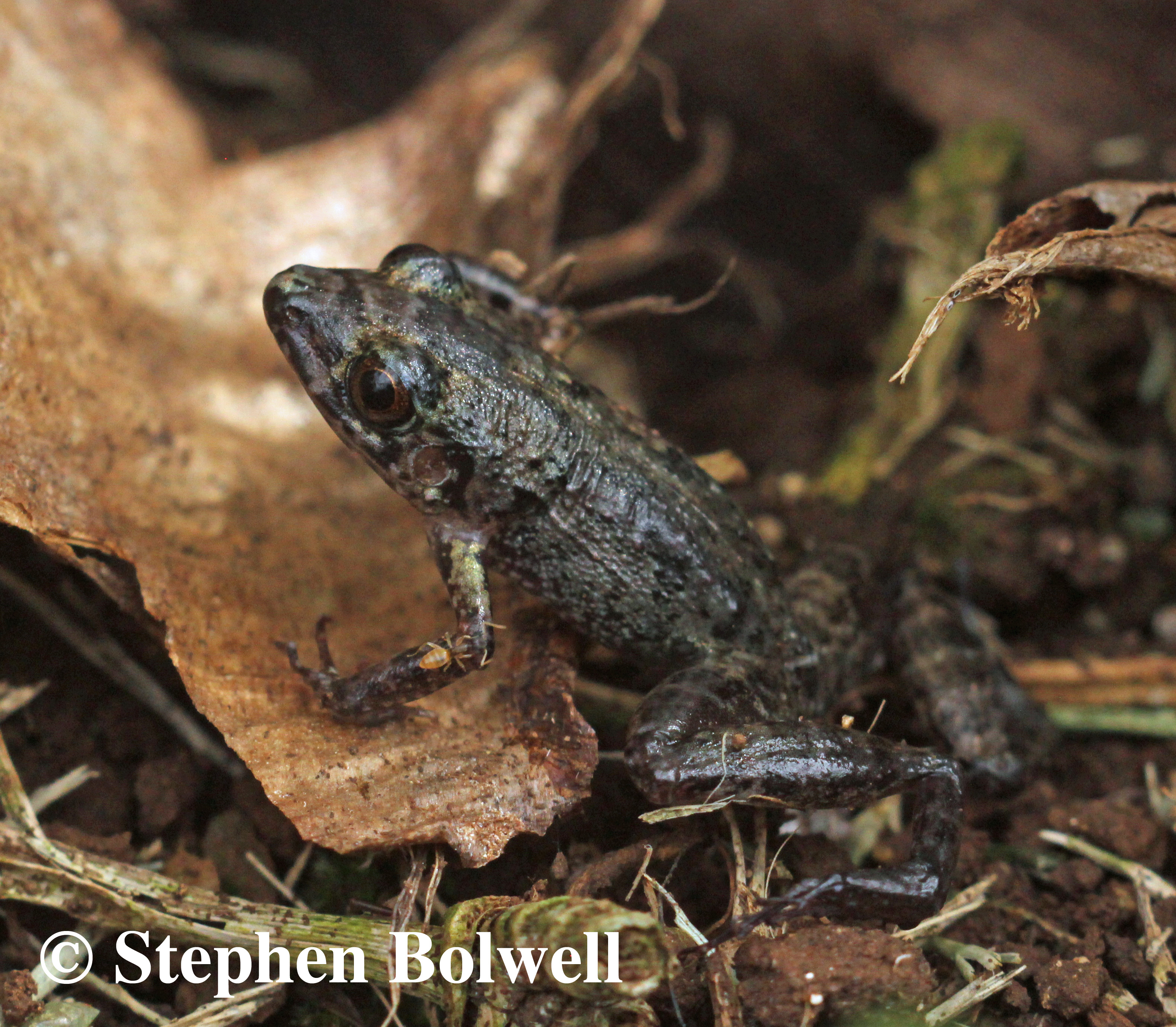 The greenhouse frog Eleutherodactylus planirostris is one of many introduced frogs eating their way through Hawaii's native invertebrate species.