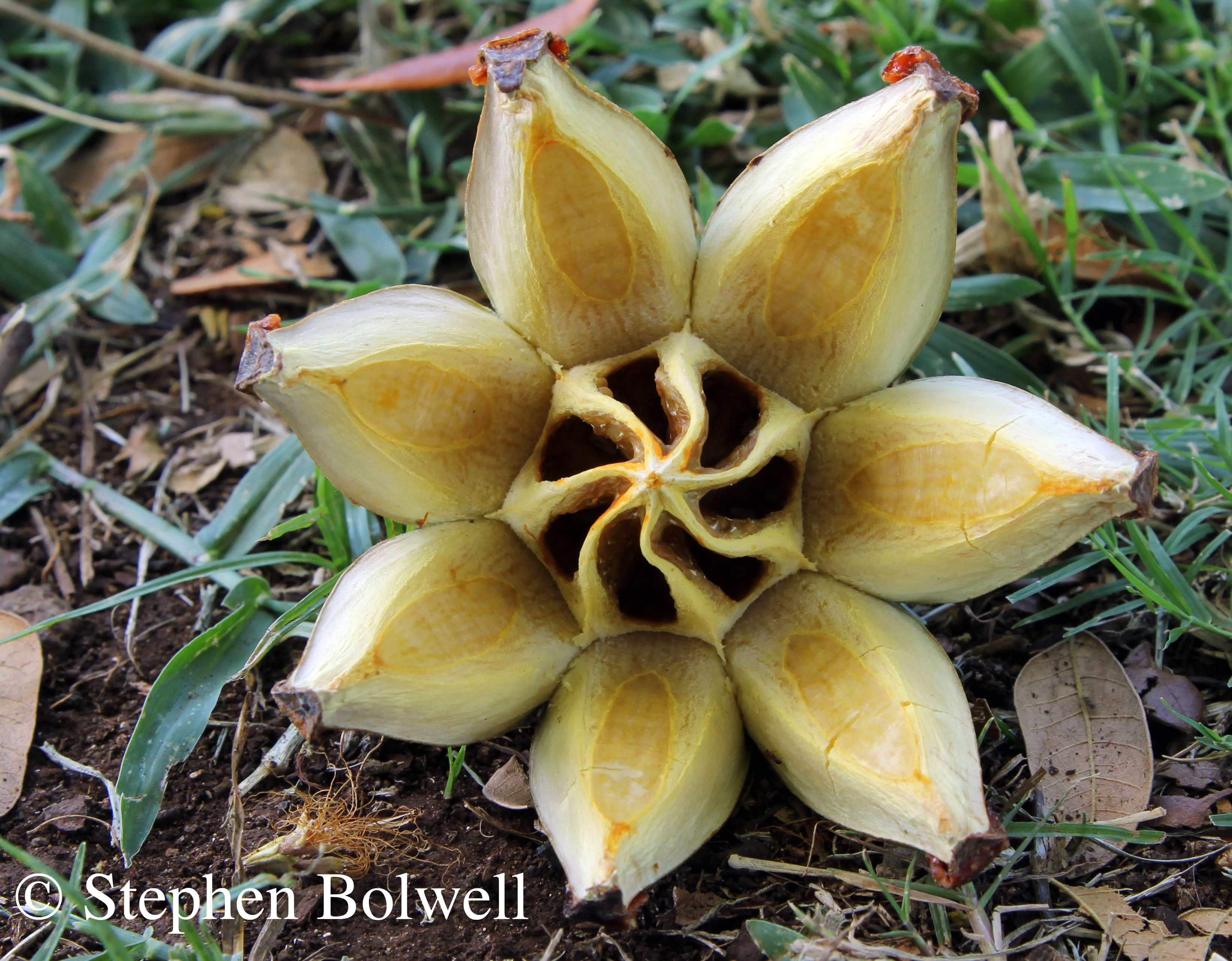 An open fruit of the autograph tree Clusia rosea - very beautiful and extremely invasive, this is now a serious pest, its sticky seeds spread by birds.