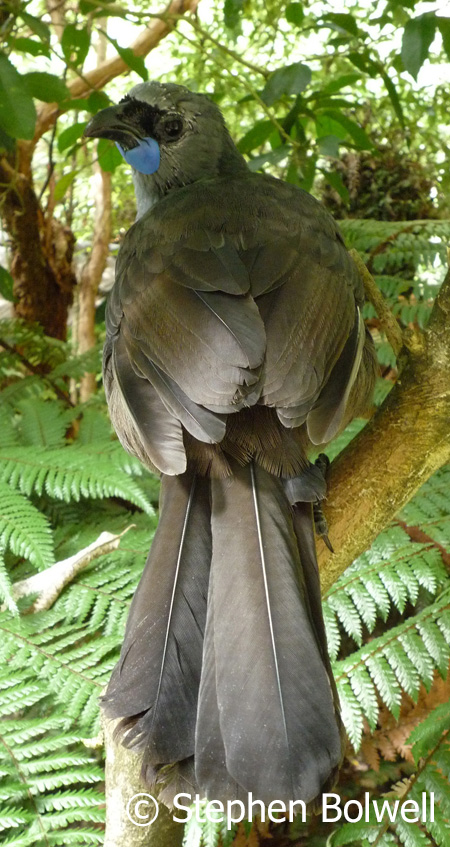The South Island Kokako is a distinct species showing an orange-red wattle, but sadly it is now though to be extinct. The North Island Kokako has a blue wattle would be a great addition to the birdlife here.