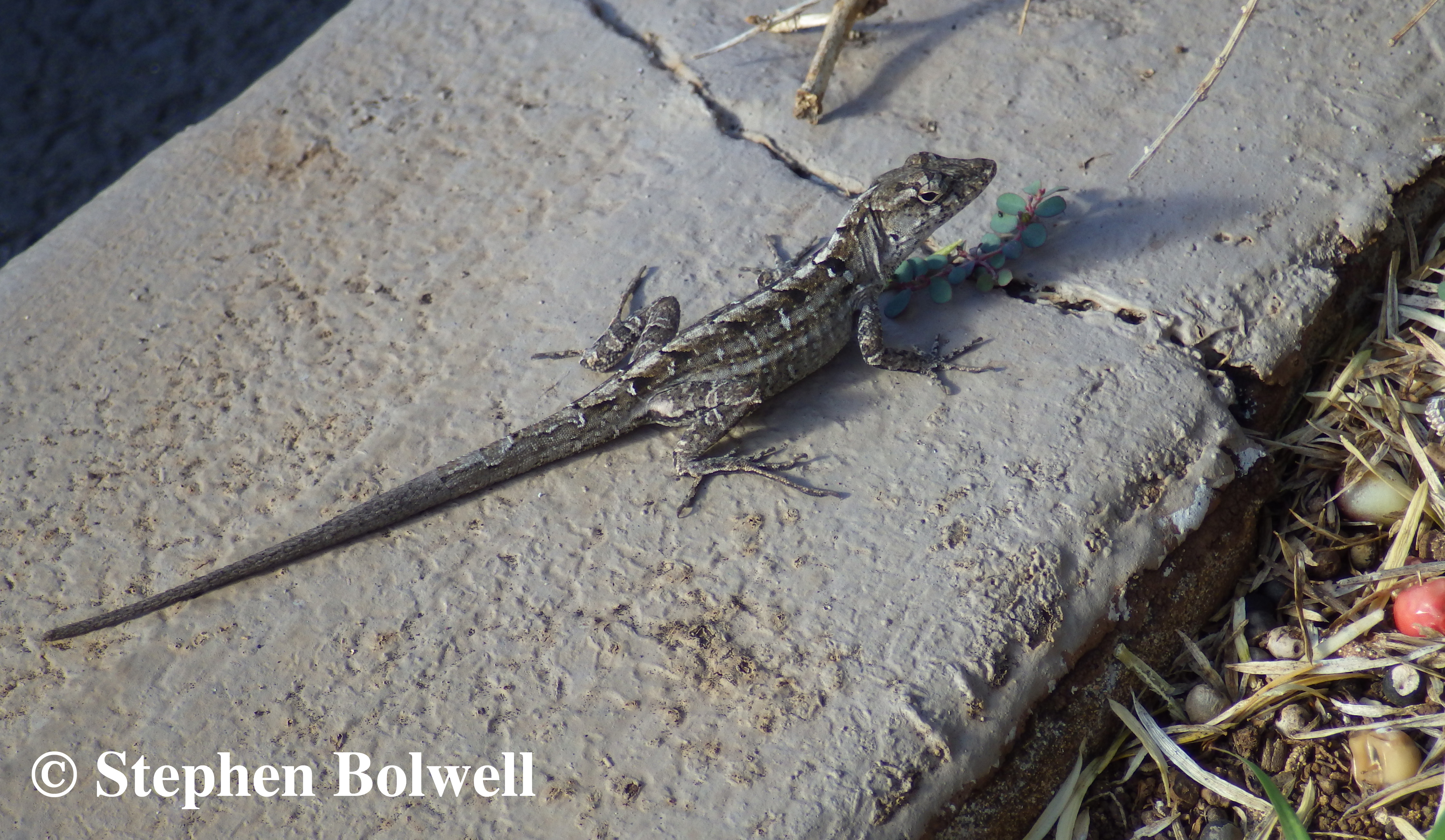 Brown Anoles are a recent introduction and have quickly become a serious pest 