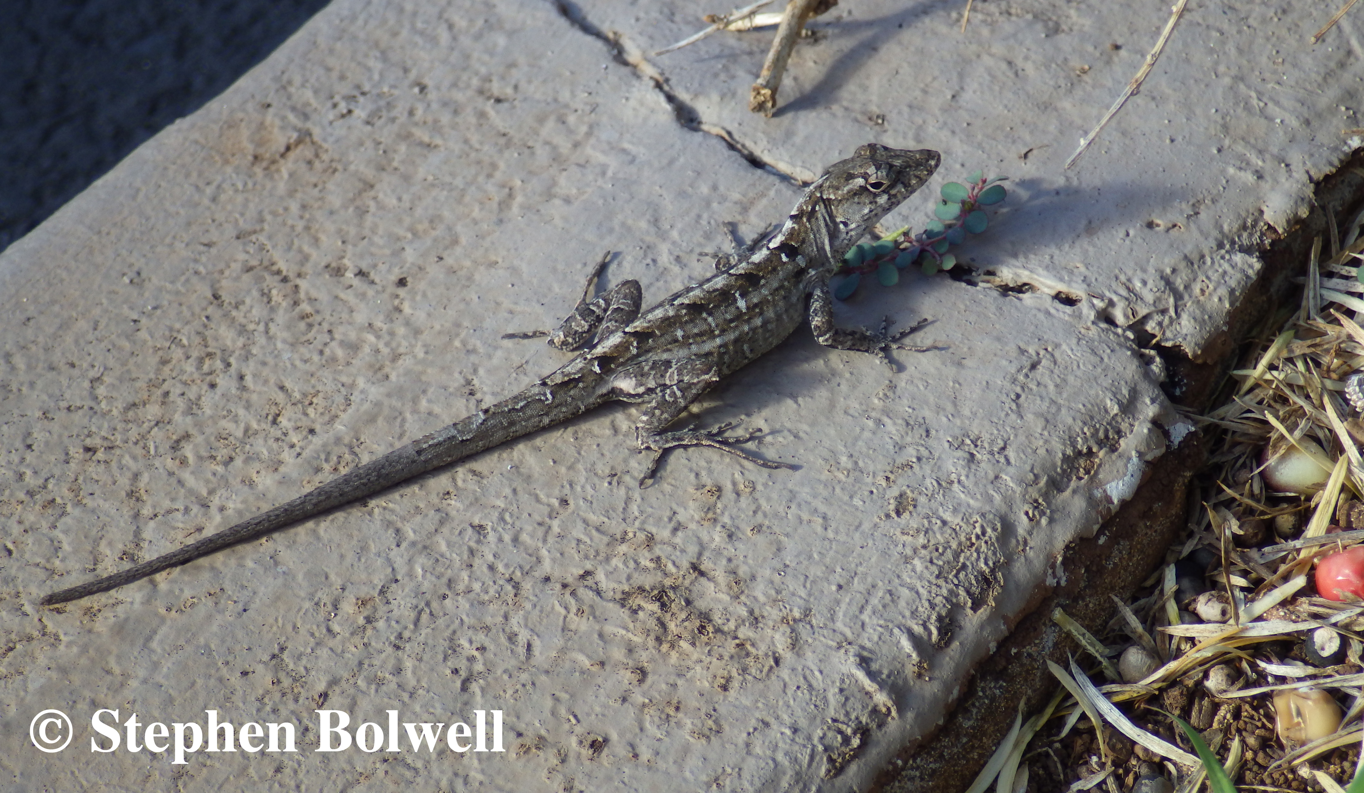 Brown Anoles are a recent introduction and have quickly become a serious pest