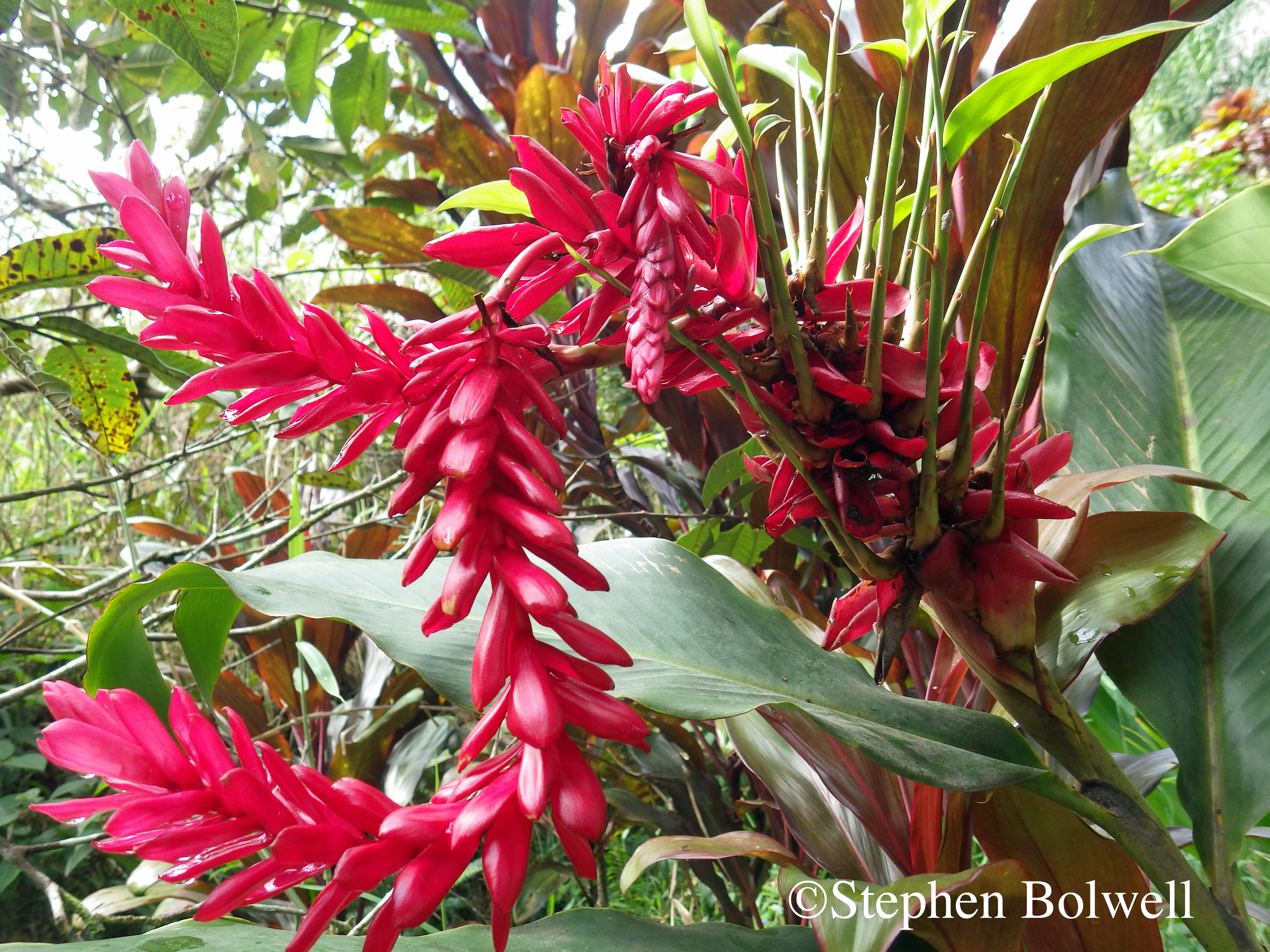 Red ginger Alpinia purpurata, originally from Malaysia, is the national flower of Samoa. Confused yet? - well, there's more, the flowers of the plant are not red, they are small, white and cunningly concealed by red bracts. Most important of all, this is an invasive species of Hawaiian forests and a beautiful nuisance.