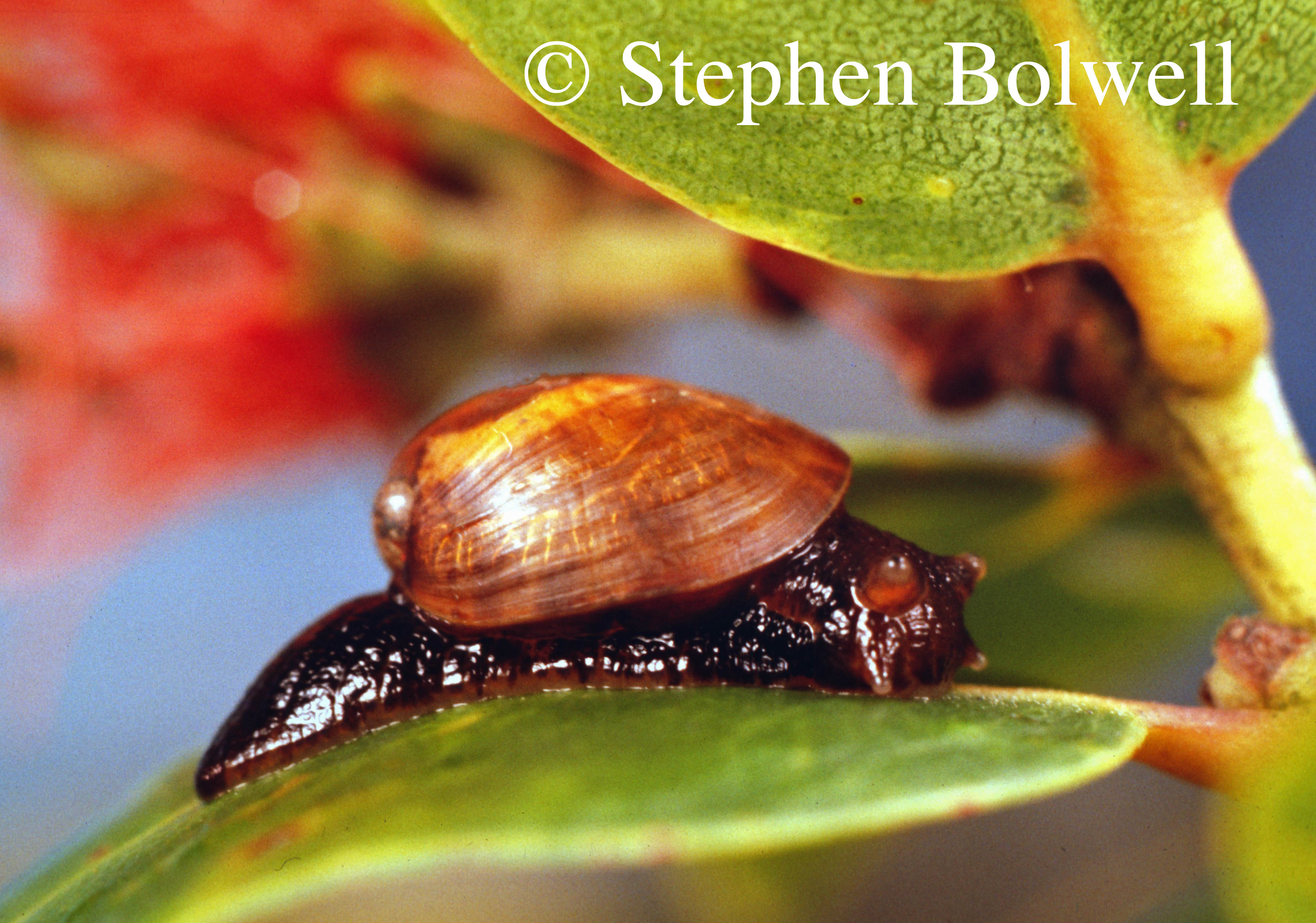There are more than 40 species of endemic tree snails living on the Hawaiian Islands and all are endangered - this one seems hardly to have managed to have held on to a protective shell at all.