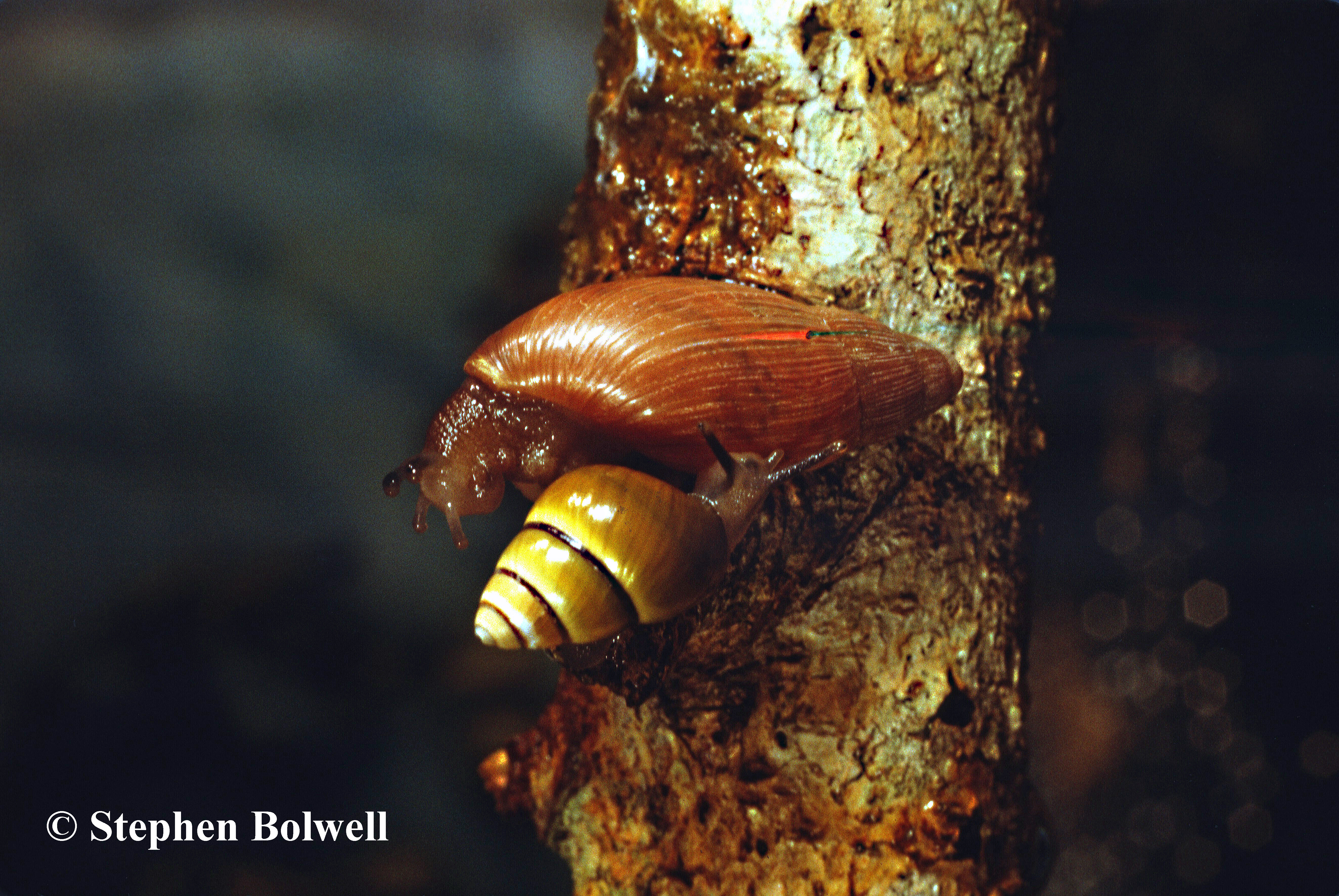 A native Hawain tree Snail (below) does the dance of death with an introduced predatory species - Achatina fulica which predates upon unfortunate natives.